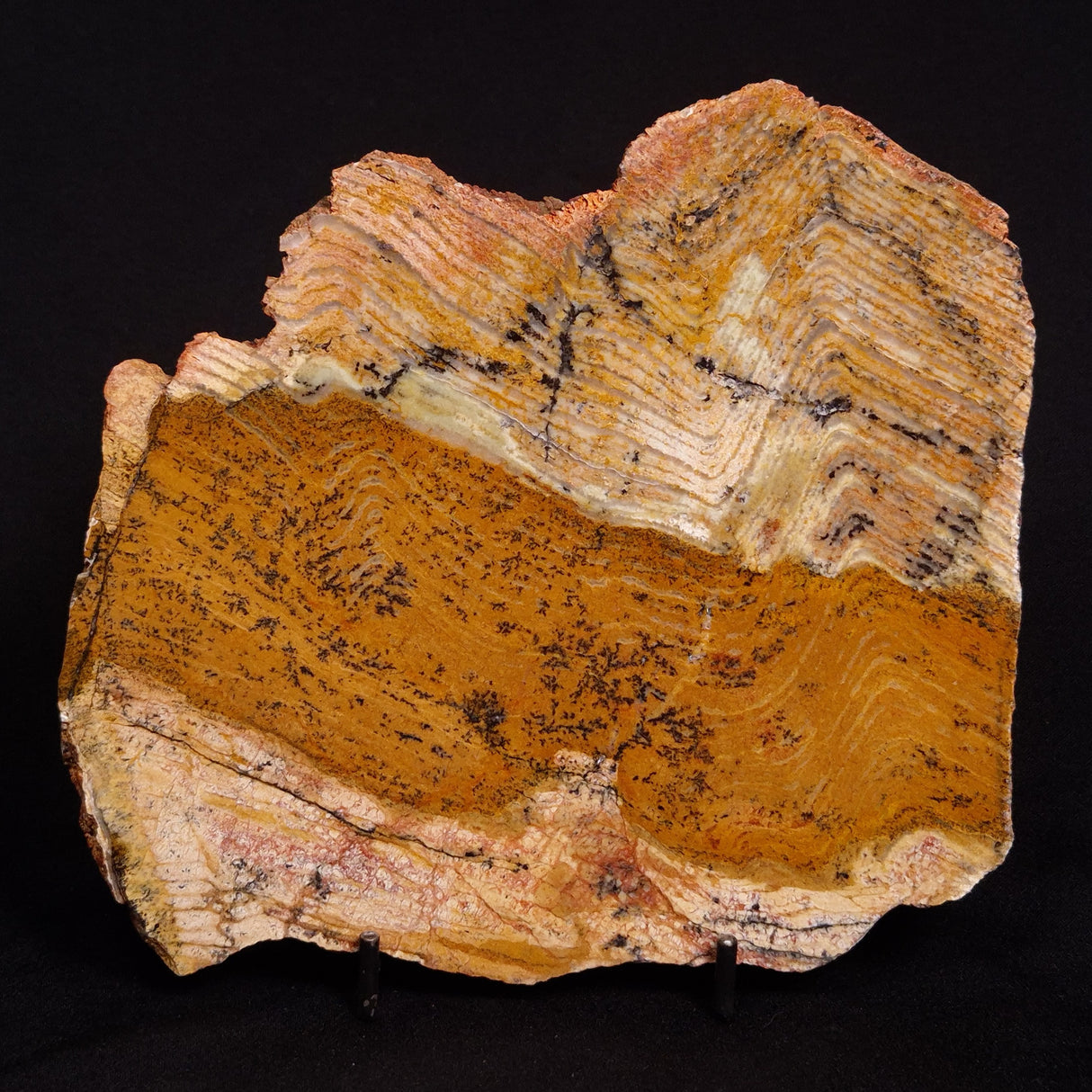 STROMATOLITE MICROBIAL MAT, Strelley Pool Formation, Archean, Australia ZSP019