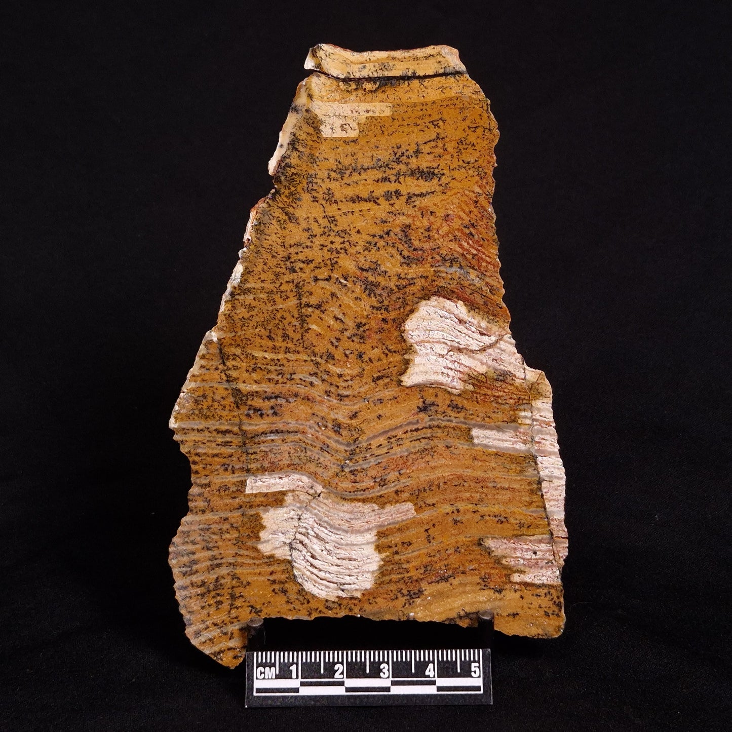 STROMATOLITE MICROBIAL MAT, Strelley Pool Formation, Archean, Australia ZSP020