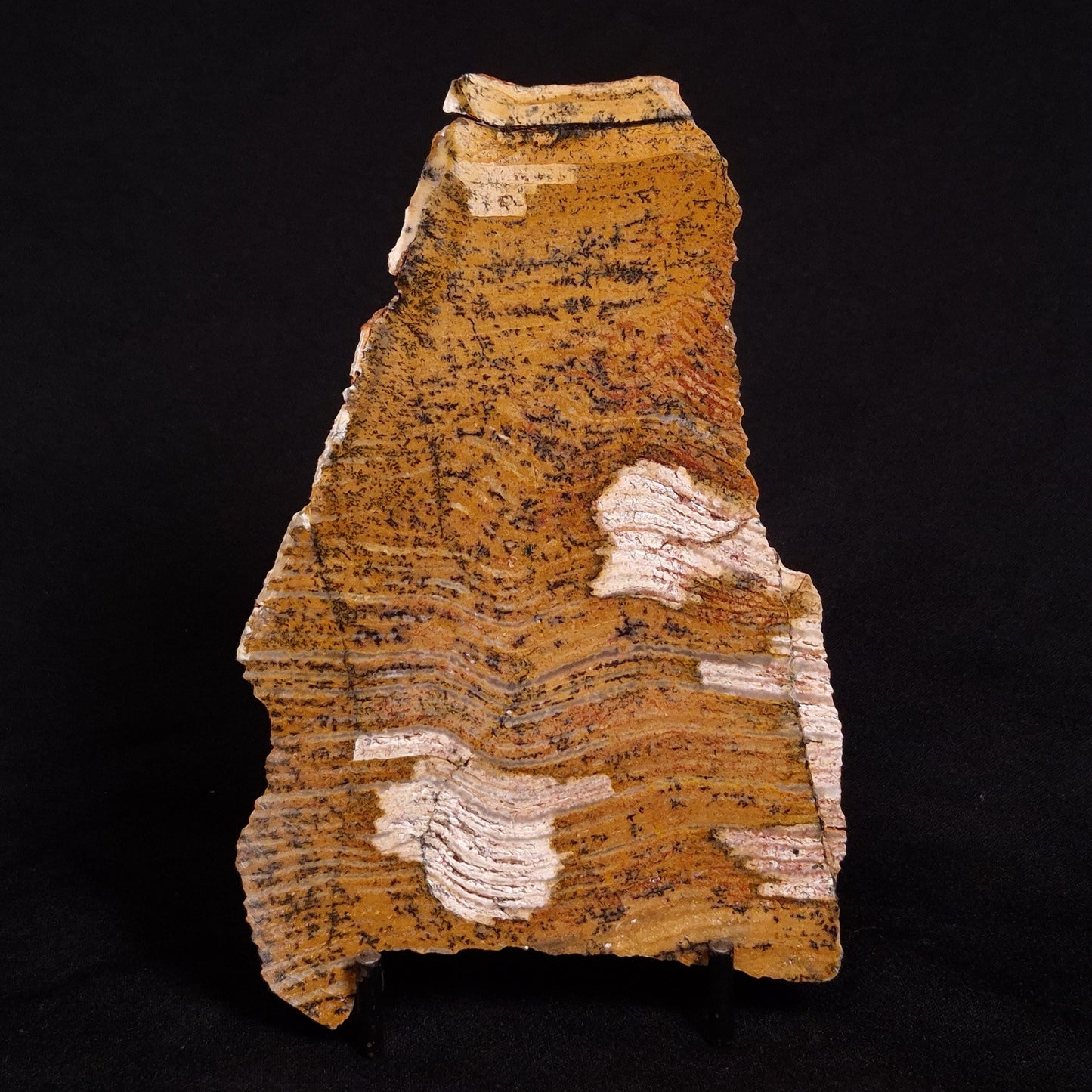 STROMATOLITE MICROBIAL MAT, Strelley Pool Formation, Archean, Australia ZSP020