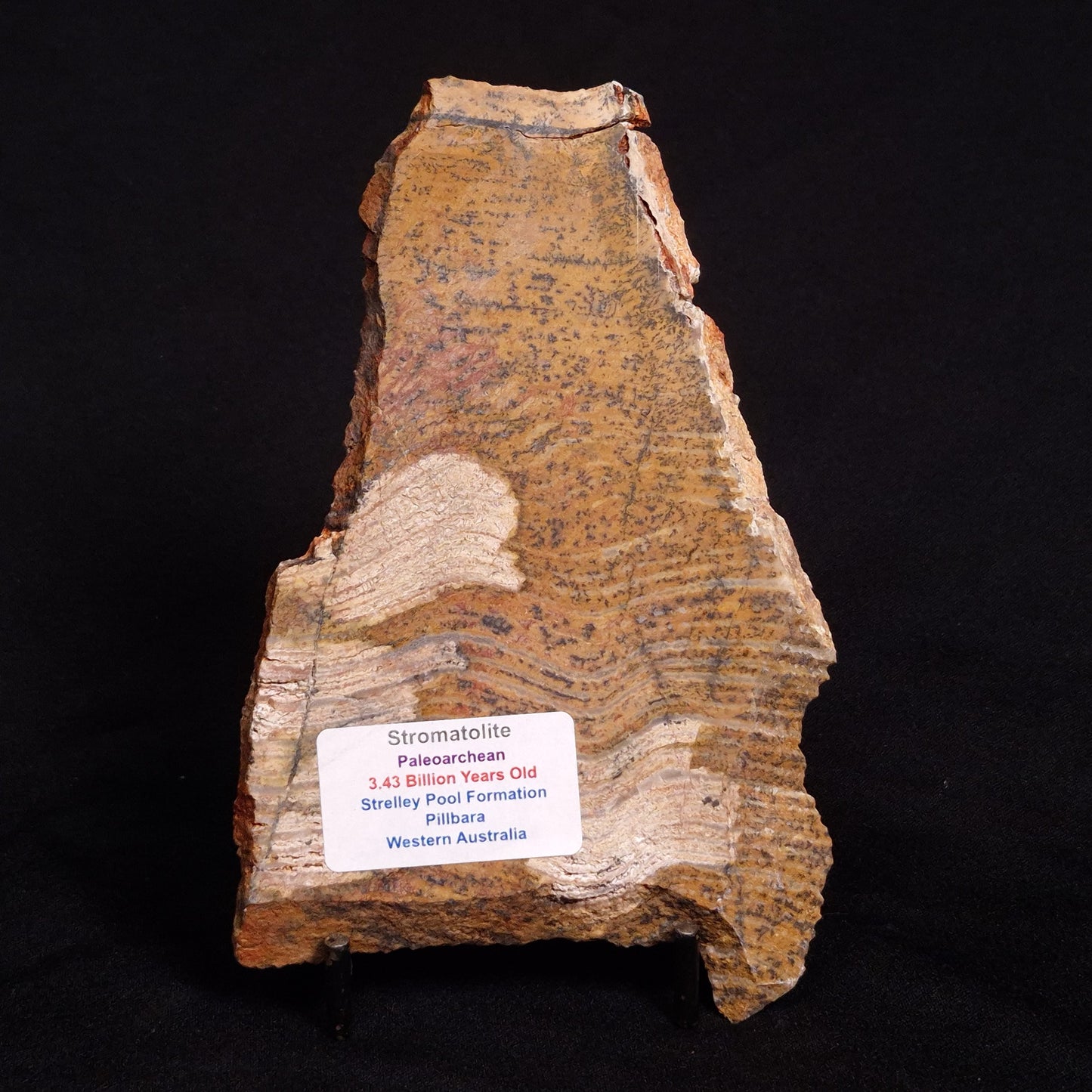STROMATOLITE MICROBIAL MAT, Strelley Pool Formation, Archean, Australia ZSP020