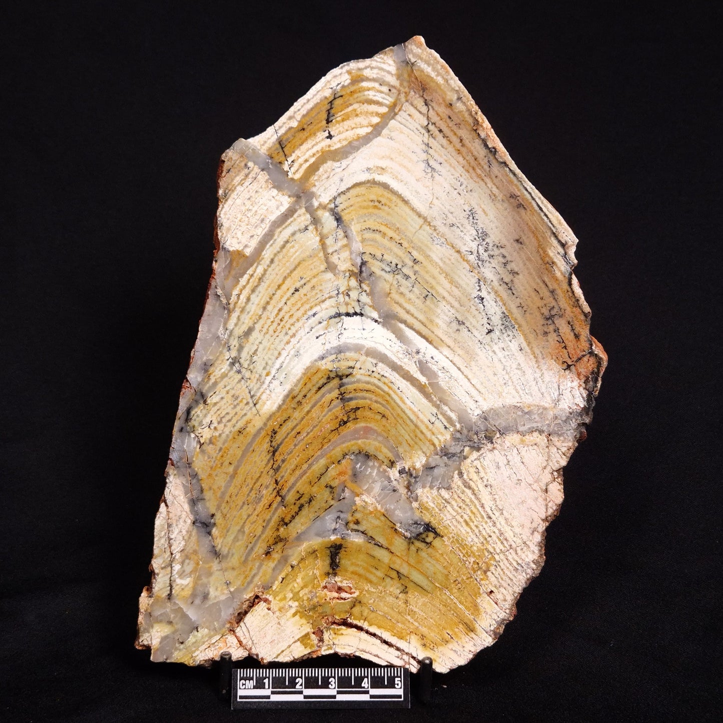 STROMATOLITE MICROBIAL MAT, Strelley Pool Formation, Archean, Australia ZSP022