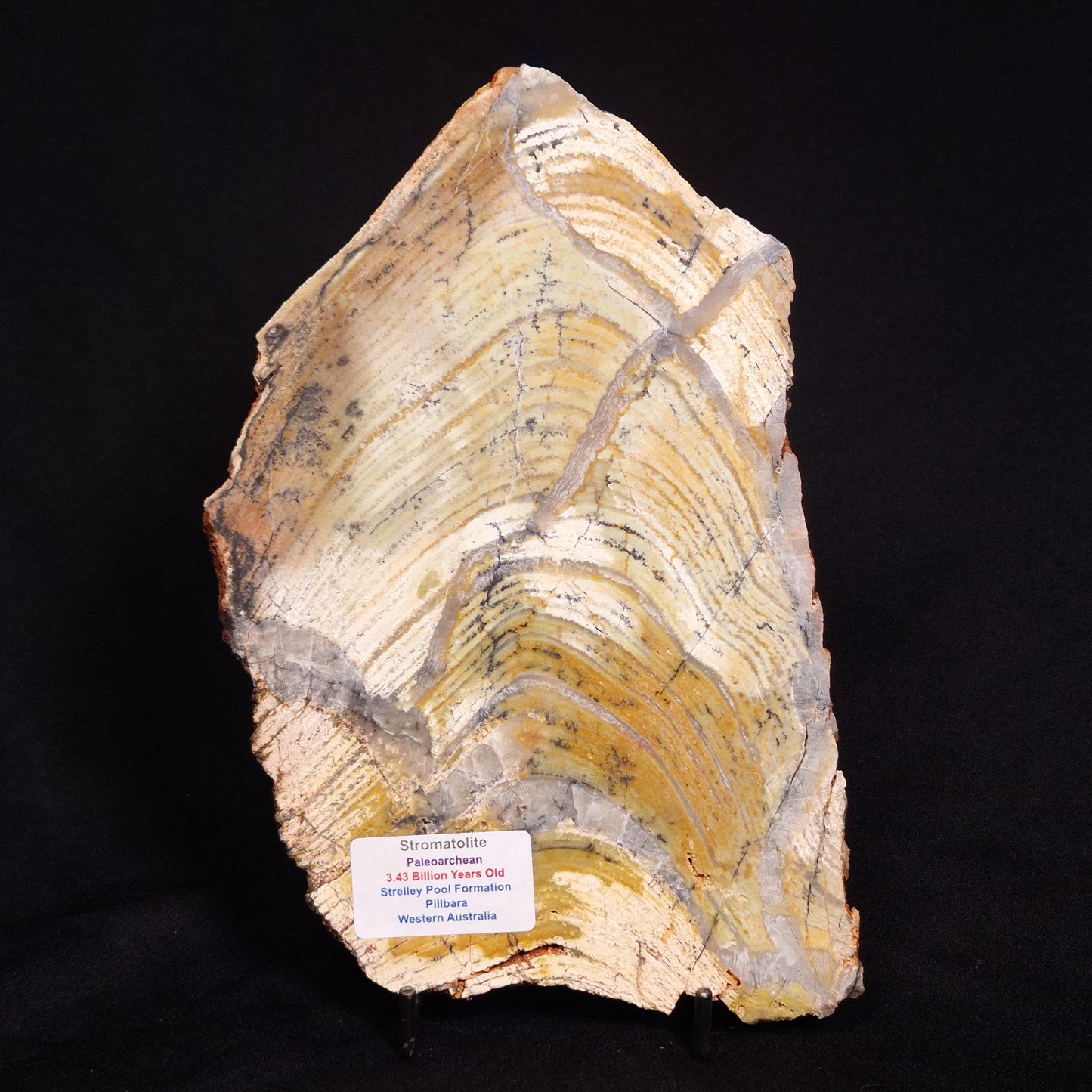STROMATOLITE MICROBIAL MAT, Strelley Pool Formation, Archean, Australia ZSP022