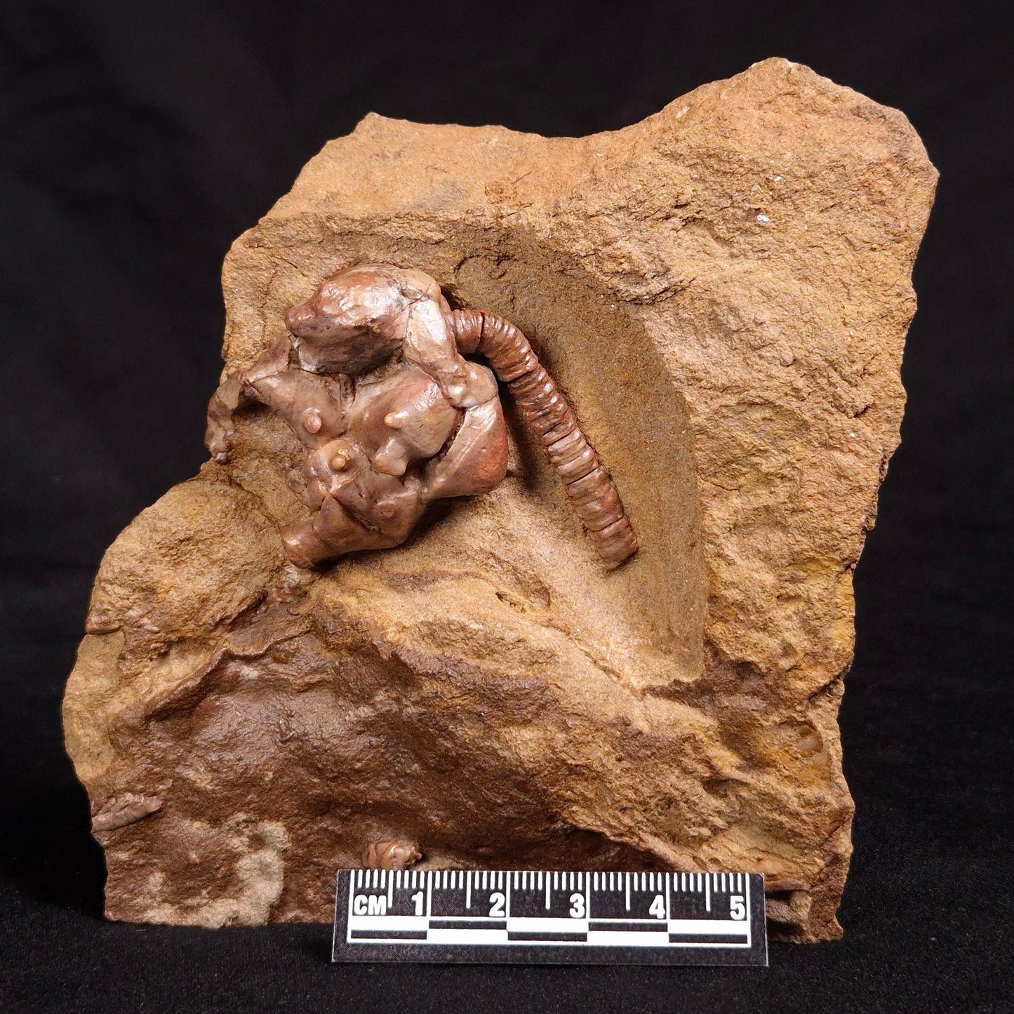 JIMBACRINUS BOSTOCKI CRINOID FOSSIL, Permian, Australia XJB028