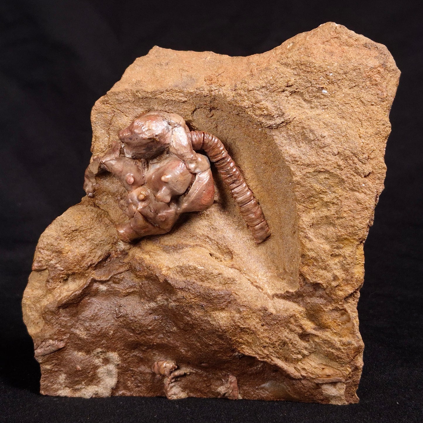 JIMBACRINUS BOSTOCKI CRINOID FOSSIL, Permian, Australia XJB028