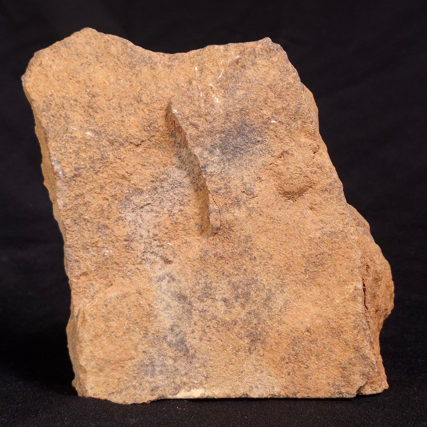 JIMBACRINUS BOSTOCKI CRINOID FOSSIL, Permian, Australia XJB028