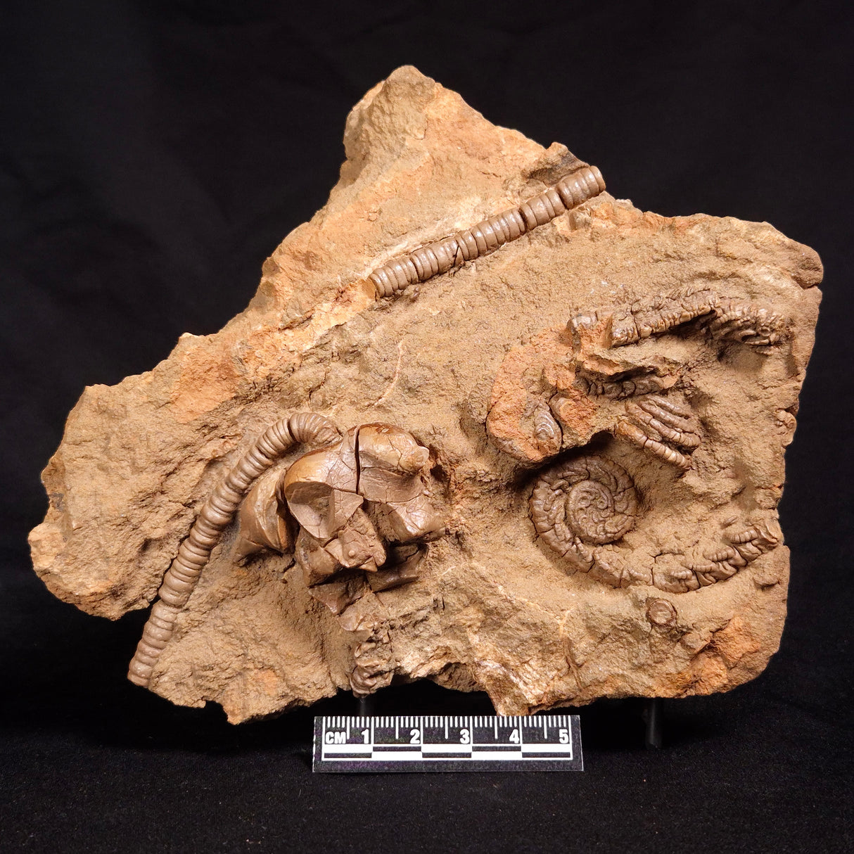 JIMBACRINUS BOSTOCKI CRINOID FOSSIL, Permian, Australia XJB029