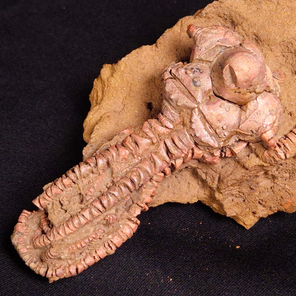 JIMBACRINUS BOSTOCKI CRINOID FOSSIL, Permian, Australia XJB030