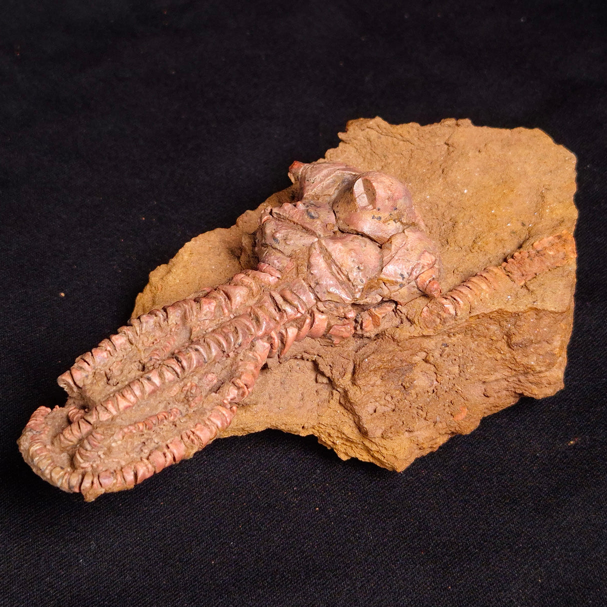 JIMBACRINUS BOSTOCKI CRINOID FOSSIL, Permian, Australia XJB030