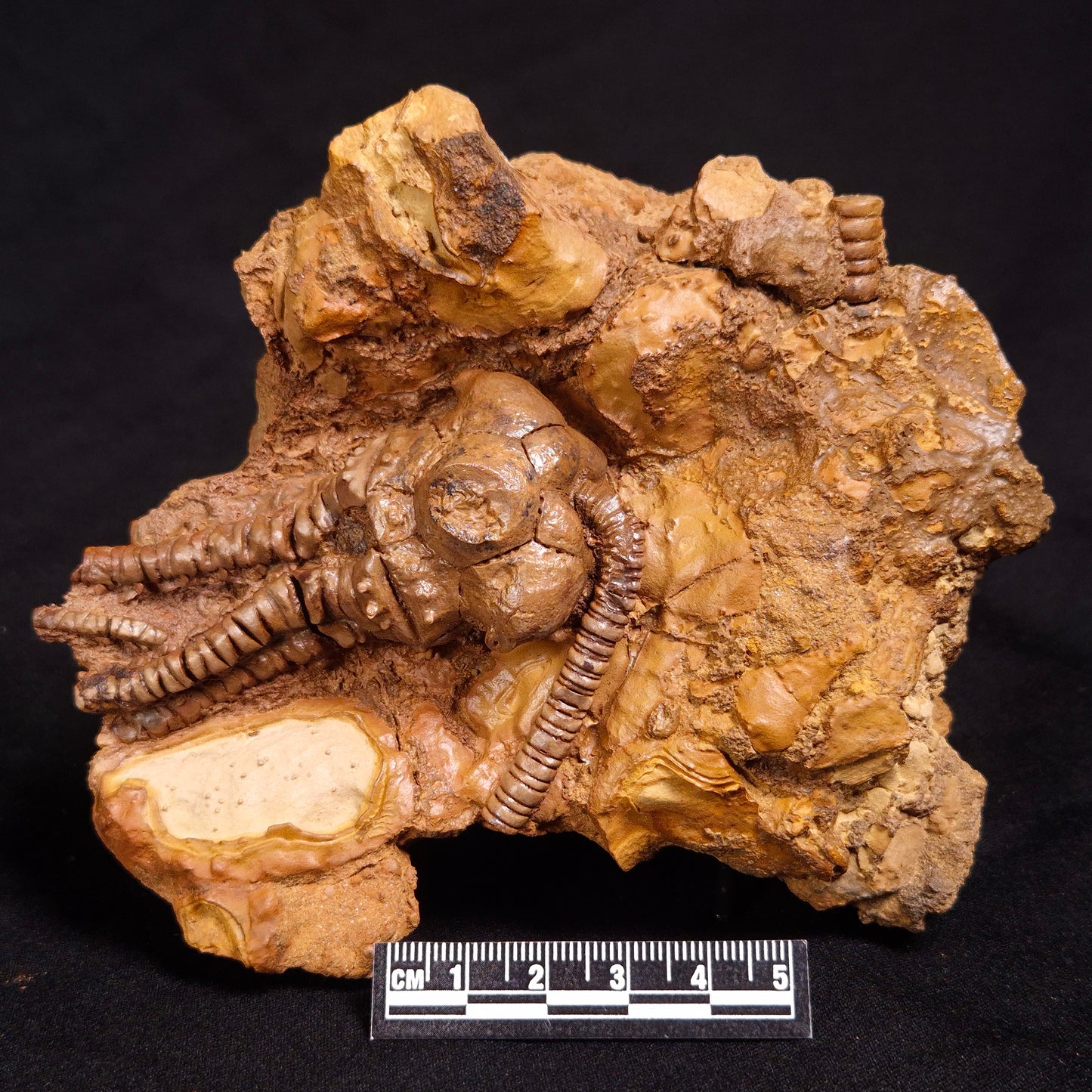 JIMBACRINUS BOSTOCKI CRINOID FOSSIL, Permian, Australia XJB031