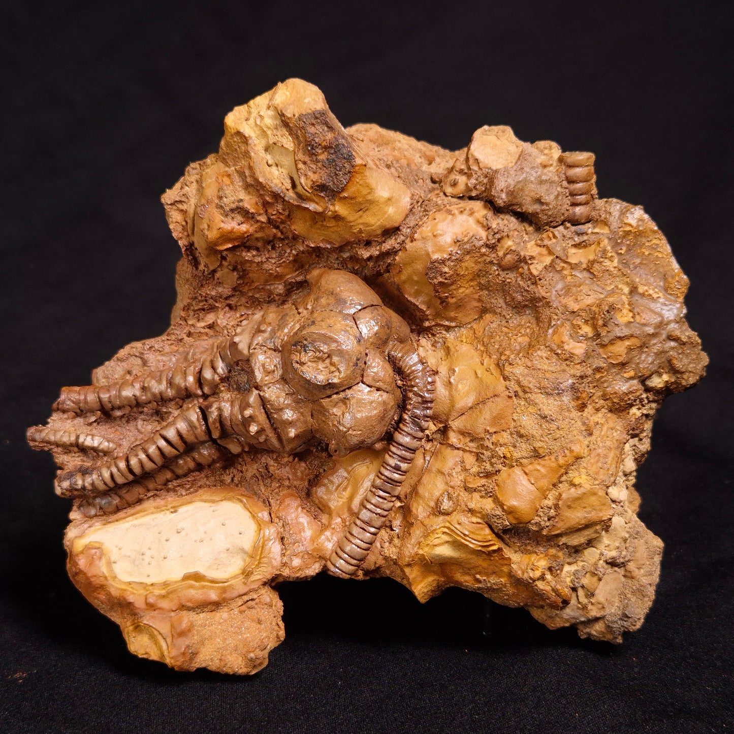 JIMBACRINUS BOSTOCKI CRINOID FOSSIL, Permian, Australia XJB031