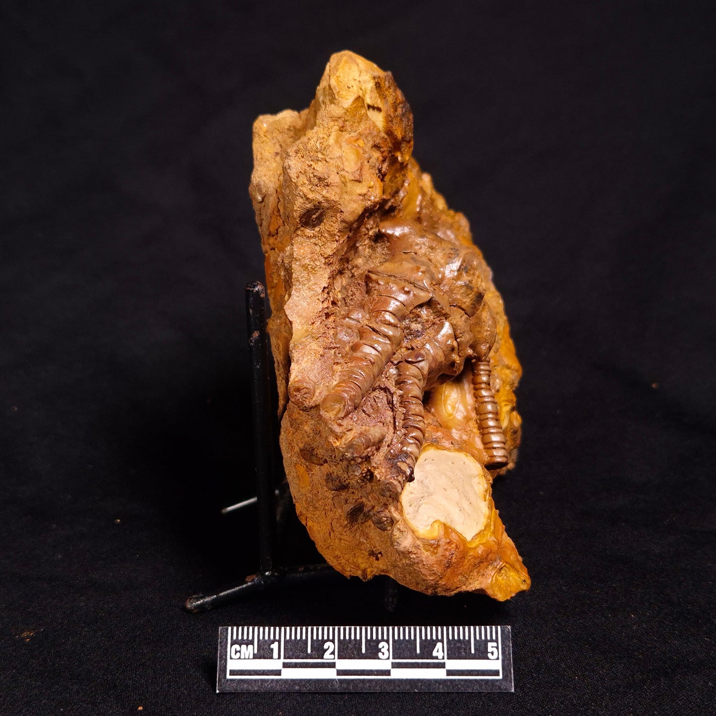 JIMBACRINUS BOSTOCKI CRINOID FOSSIL, Permian, Australia XJB031