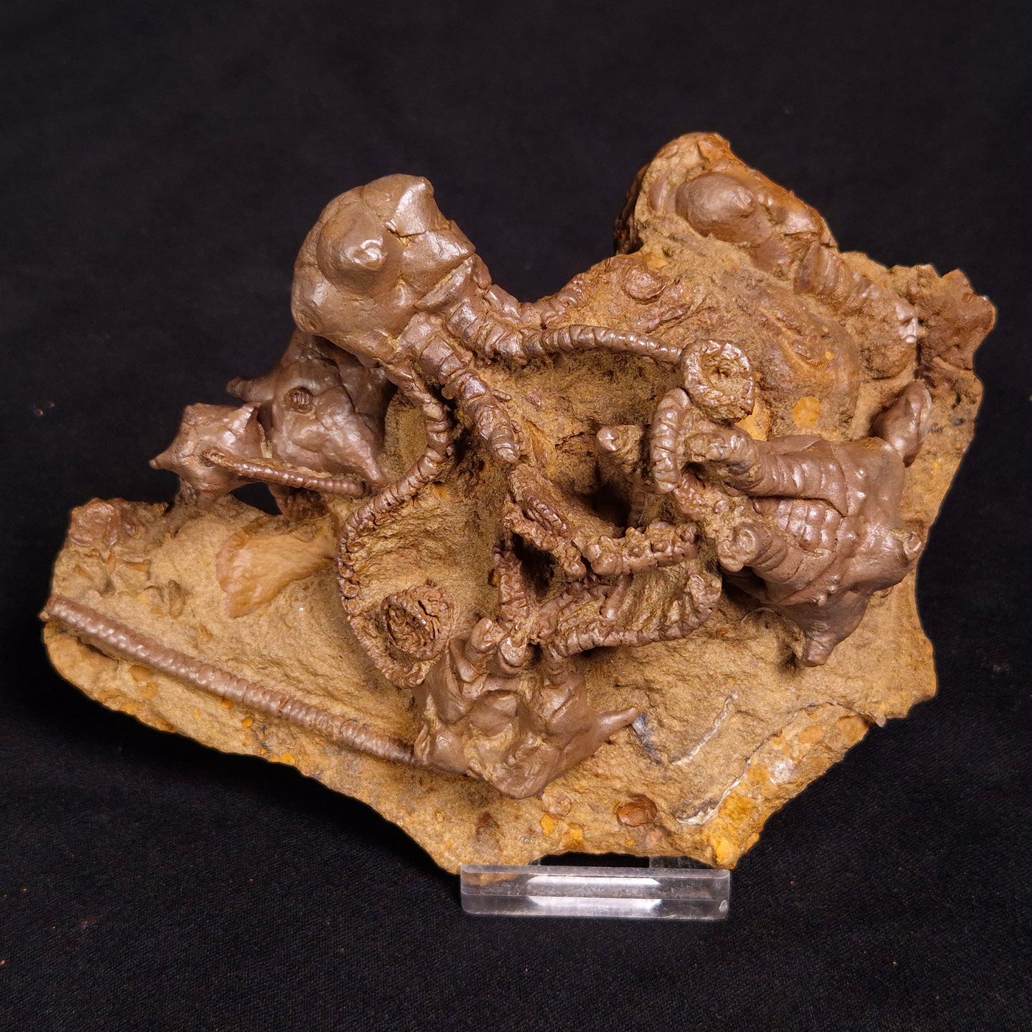 JIMBACRINUS BOSTOCKI CRINOID FOSSIL, Permian, Australia XJB032