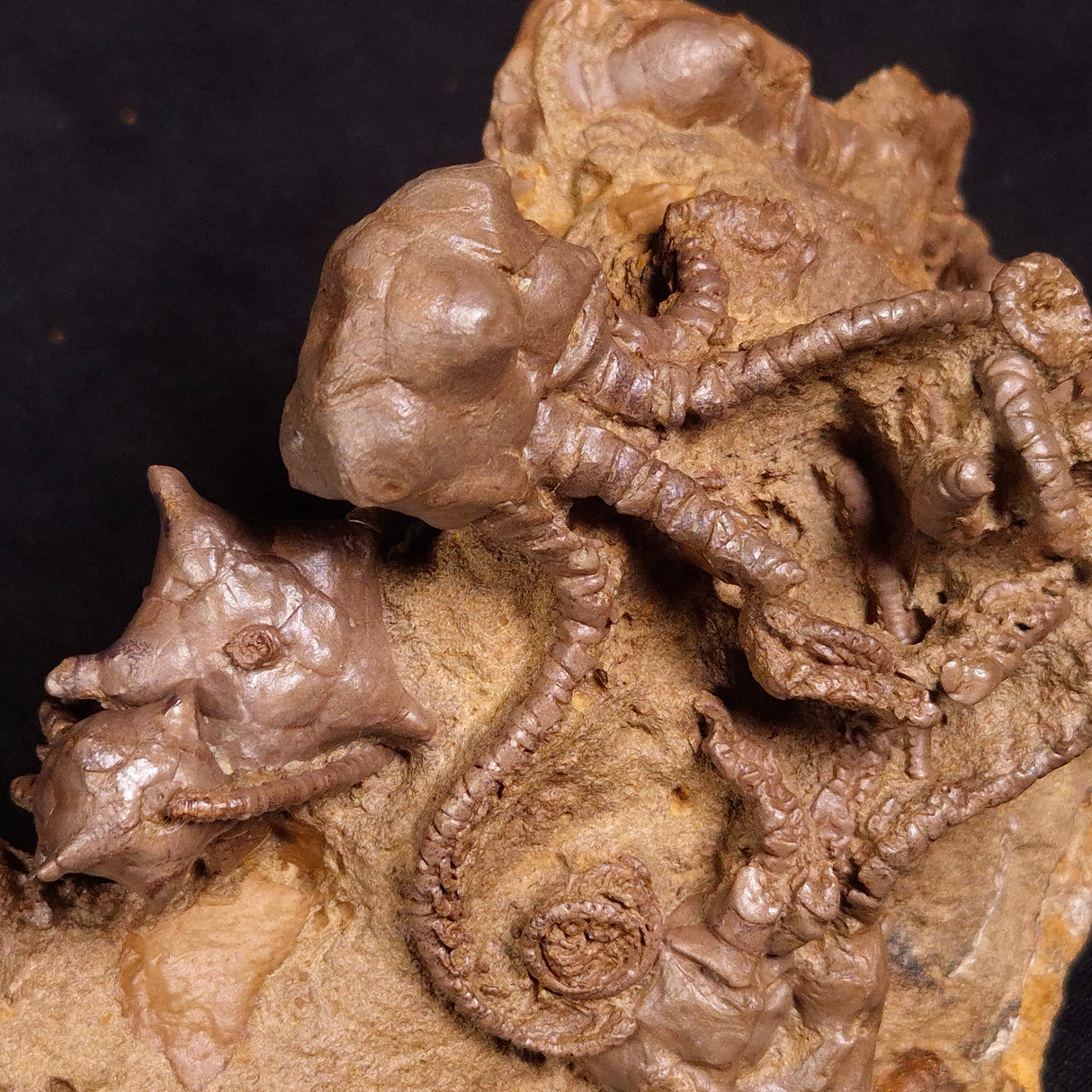 JIMBACRINUS BOSTOCKI CRINOID FOSSIL, Permian, Australia XJB032