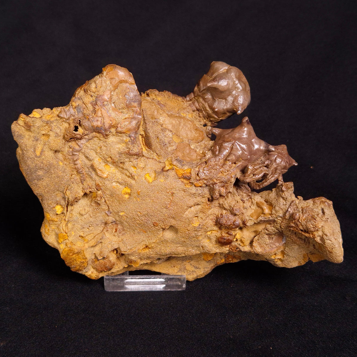 JIMBACRINUS BOSTOCKI CRINOID FOSSIL, Permian, Australia XJB032