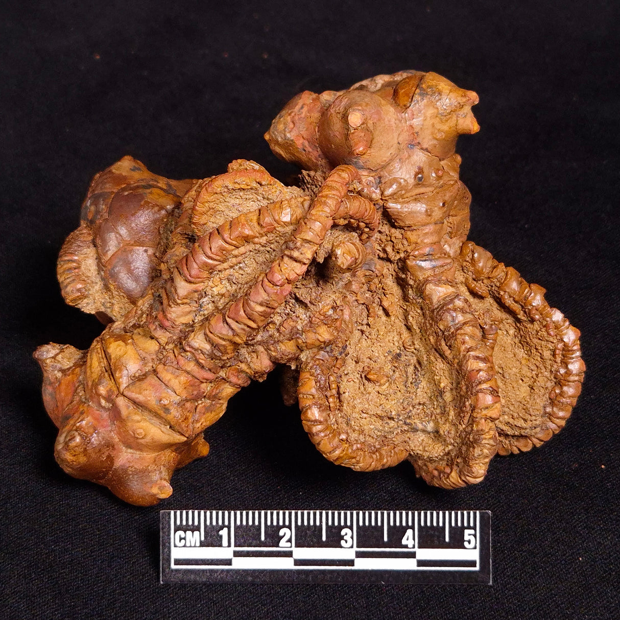 JIMBACRINUS BOSTOCKI CRINOID FOSSIL, Permian, Australia XJB033