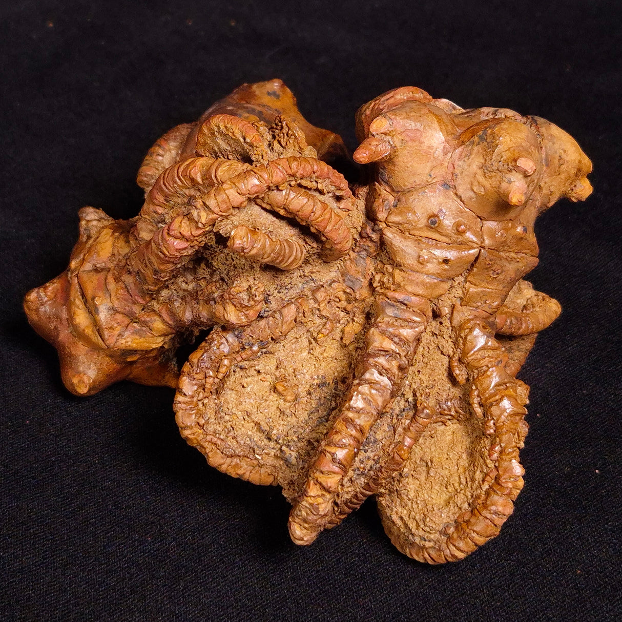 JIMBACRINUS BOSTOCKI CRINOID FOSSIL, Permian, Australia XJB033