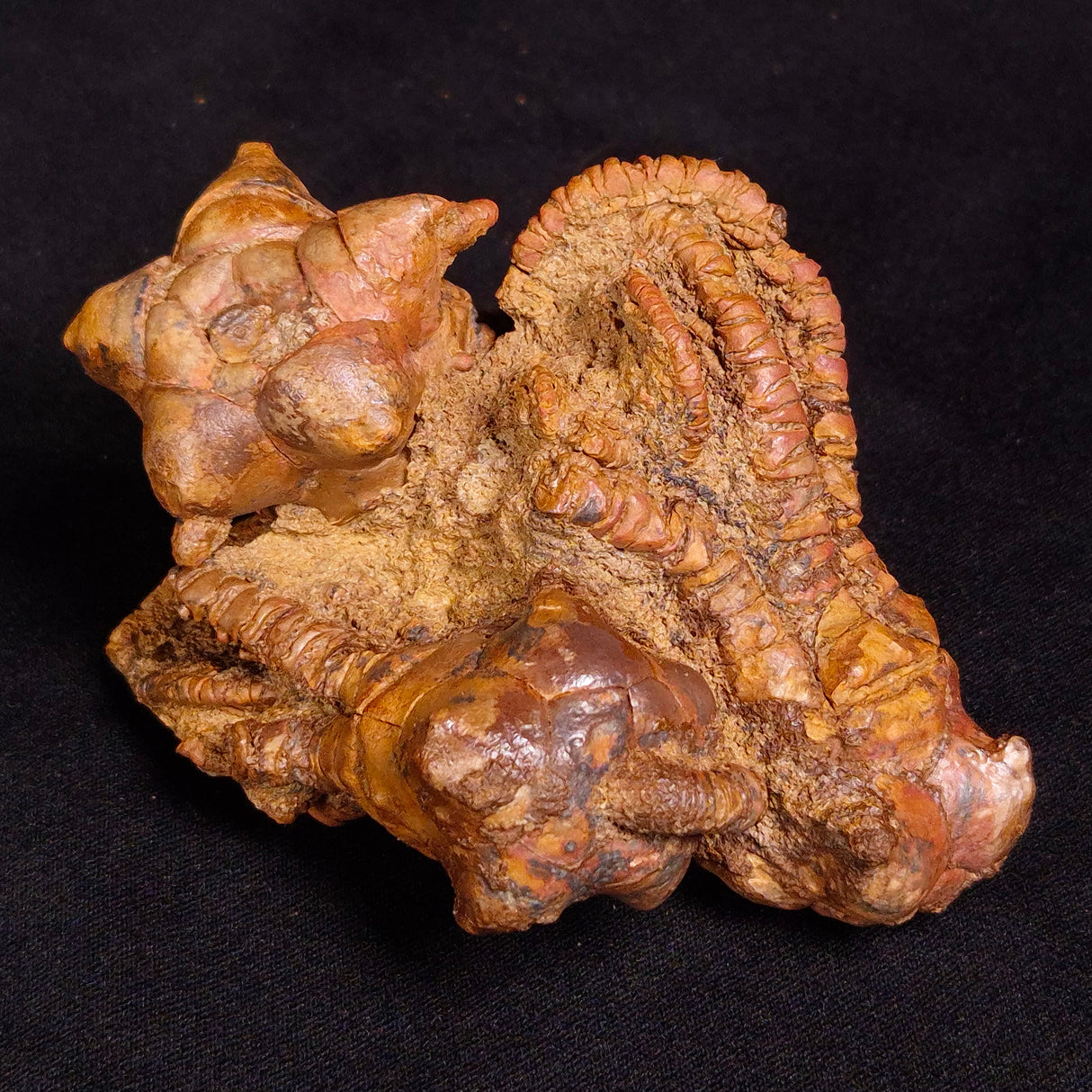 JIMBACRINUS BOSTOCKI CRINOID FOSSIL, Permian, Australia XJB033