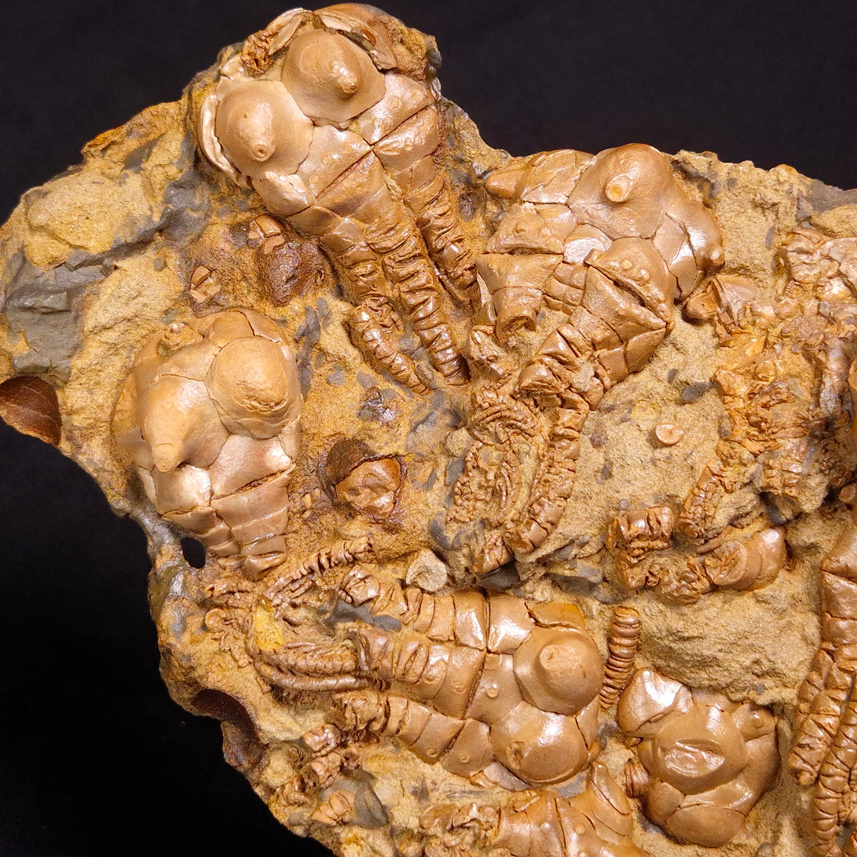 JIMBACRINUS BOSTOCKI CRINOID FOSSIL, Permian, Australia XJB034