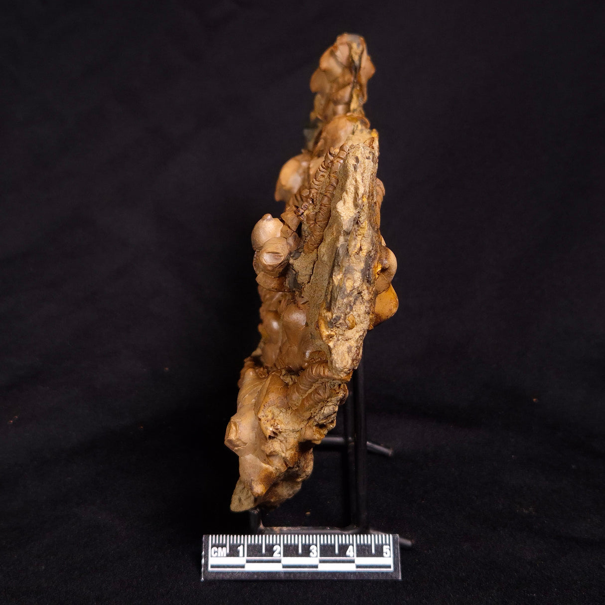 JIMBACRINUS BOSTOCKI CRINOID FOSSIL, Permian, Australia XJB034