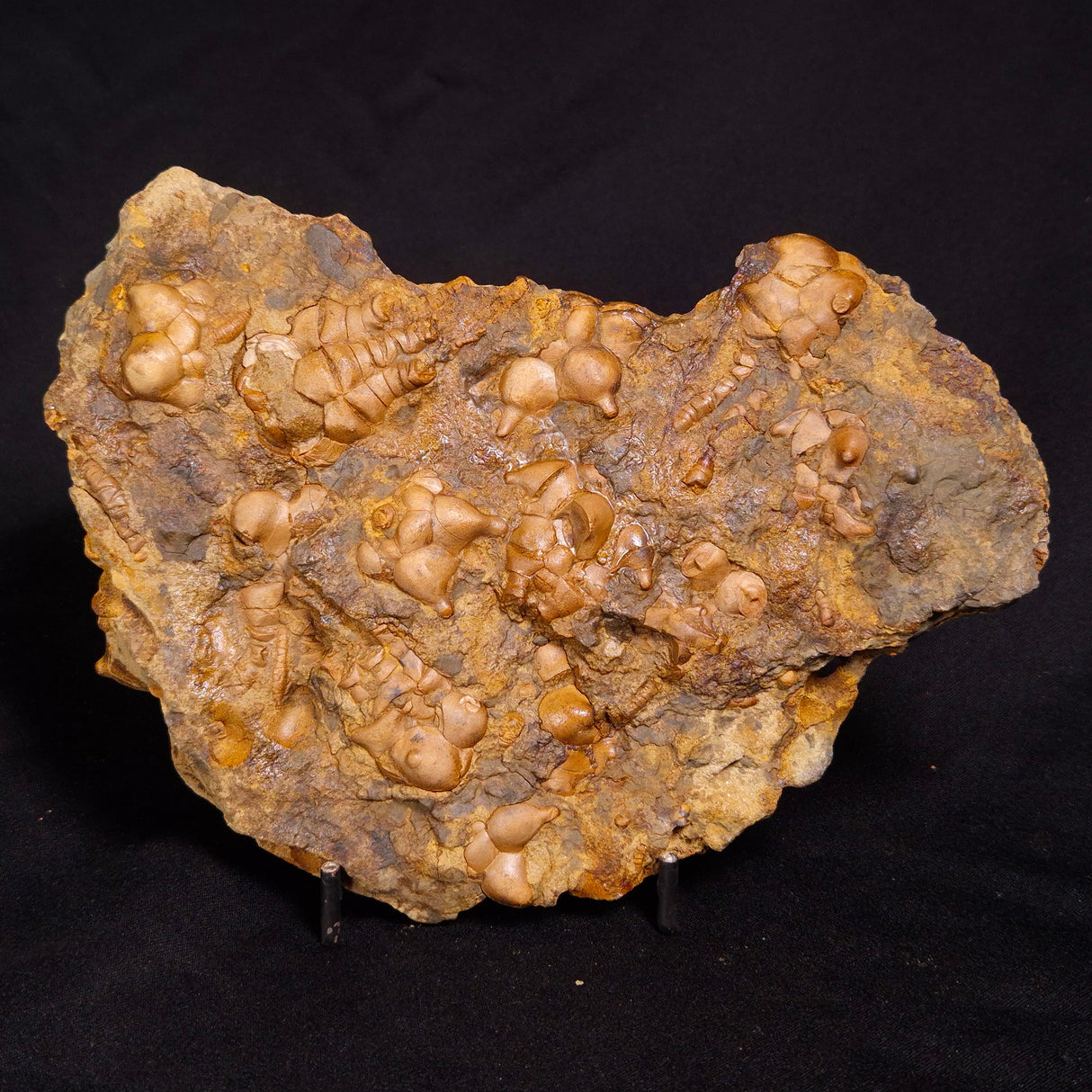 JIMBACRINUS BOSTOCKI CRINOID FOSSIL, Permian, Australia XJB034