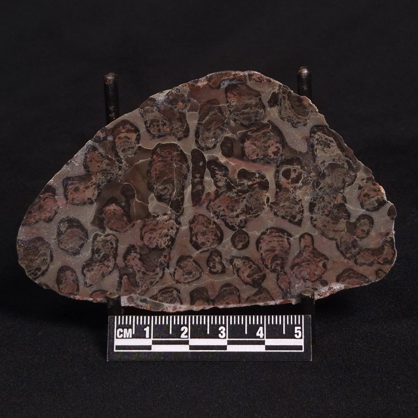 LINELLA AVIS STROMATOLITE, Proterozoic, Australia ZLA006
