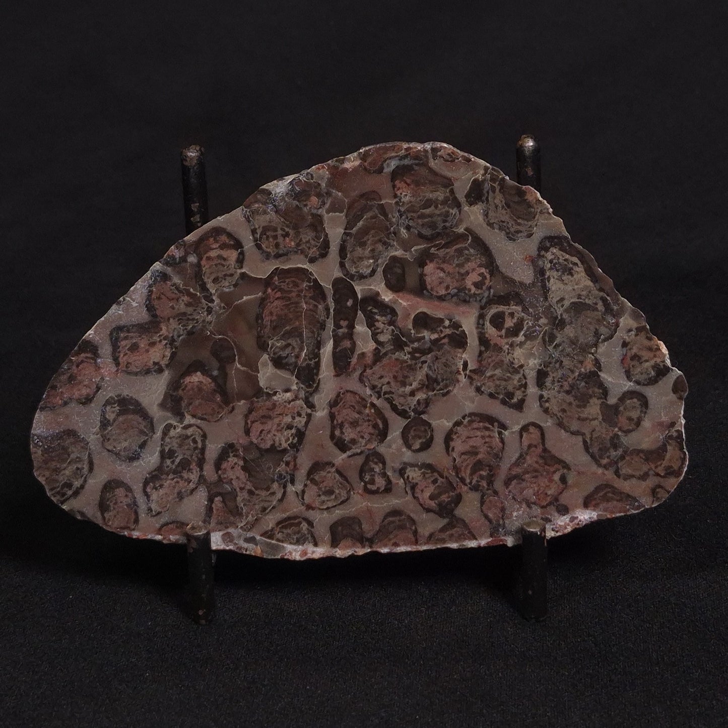 LINELLA AVIS STROMATOLITE, Proterozoic, Australia ZLA006