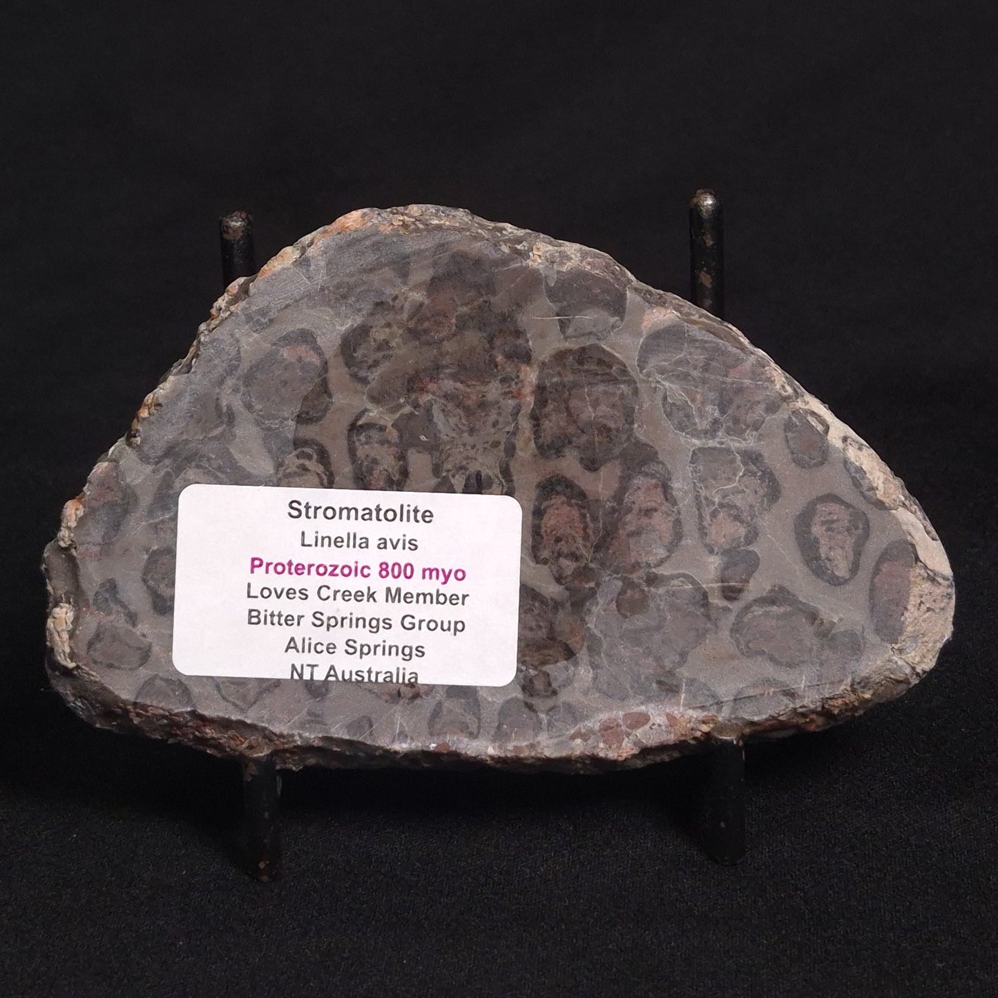 LINELLA AVIS STROMATOLITE, Proterozoic, Australia ZLA006