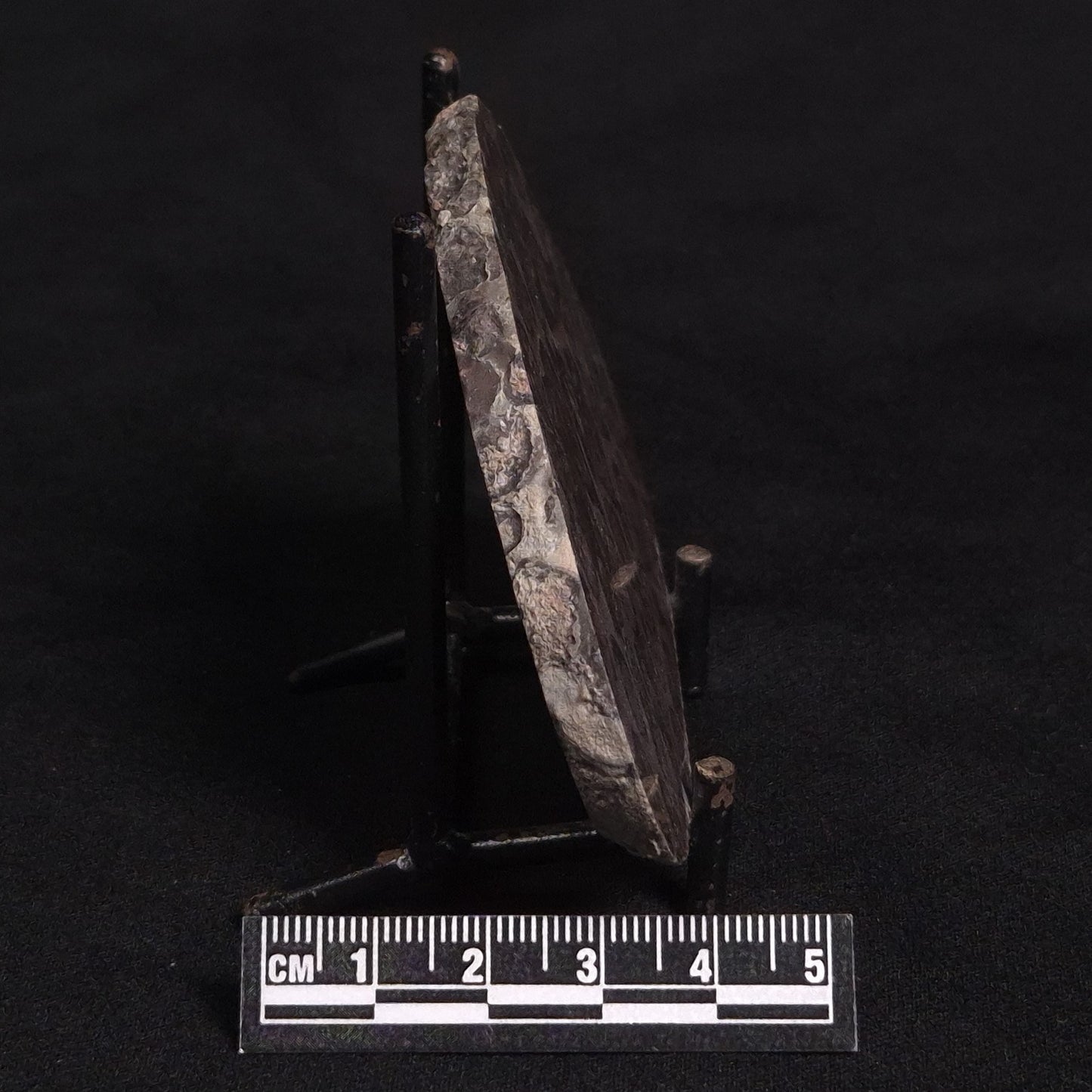 LINELLA AVIS STROMATOLITE, Proterozoic, Australia ZLA006