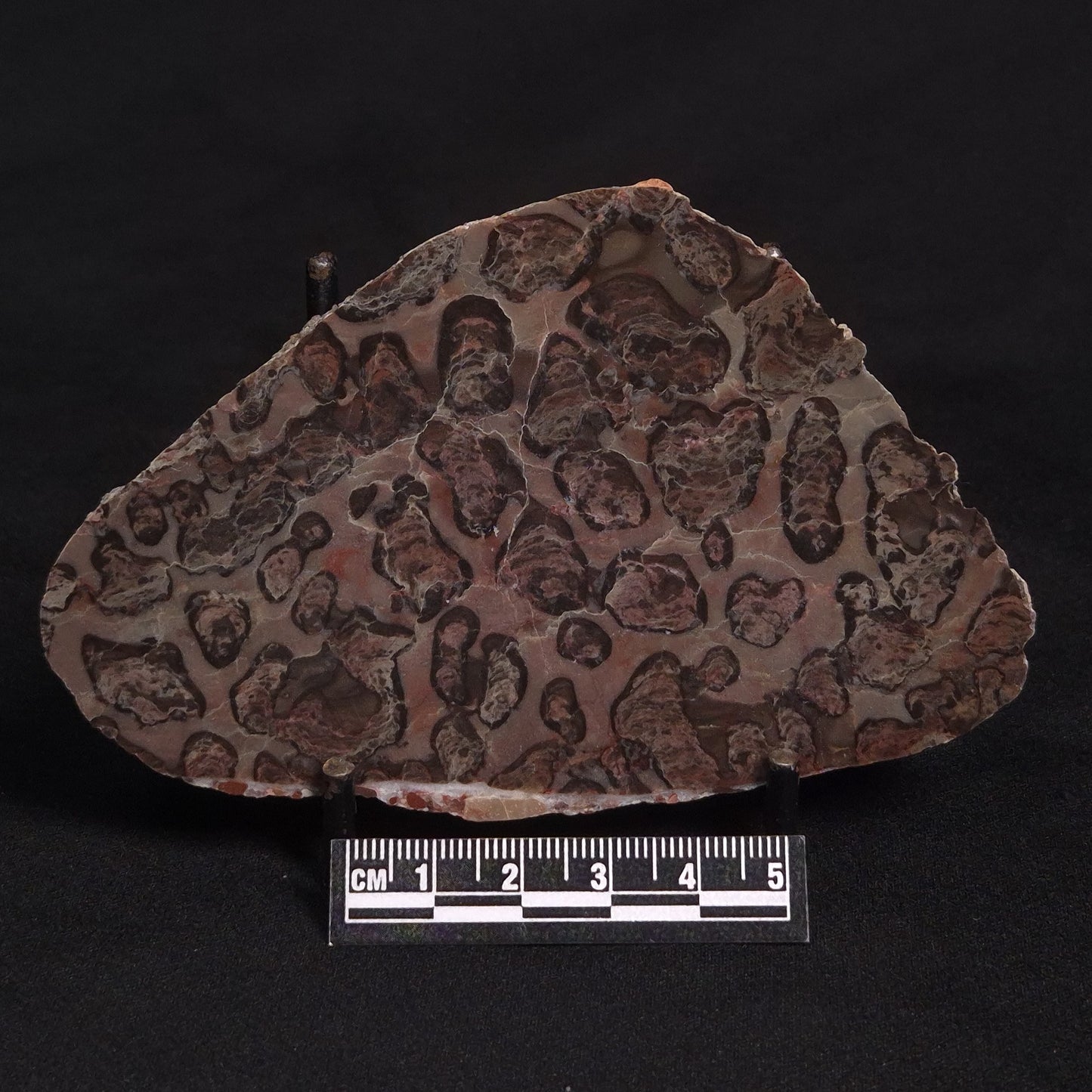 LINELLA AVIS STROMATOLITE, Proterozoic, Australia ZLA007