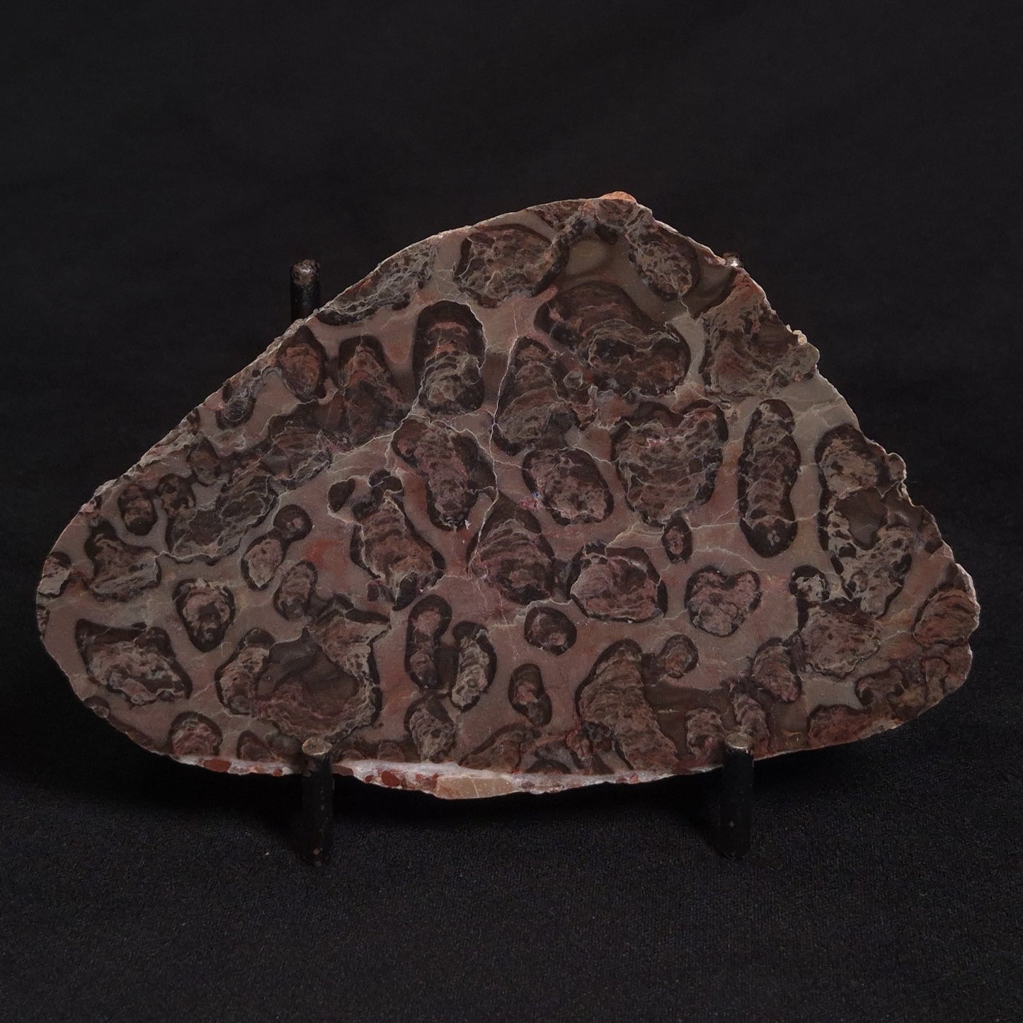 LINELLA AVIS STROMATOLITE, Proterozoic, Australia ZLA007