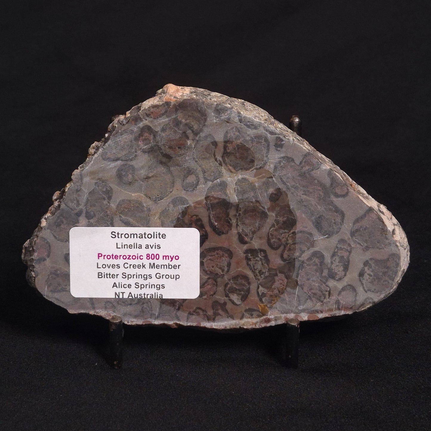 LINELLA AVIS STROMATOLITE, Proterozoic, Australia ZLA007