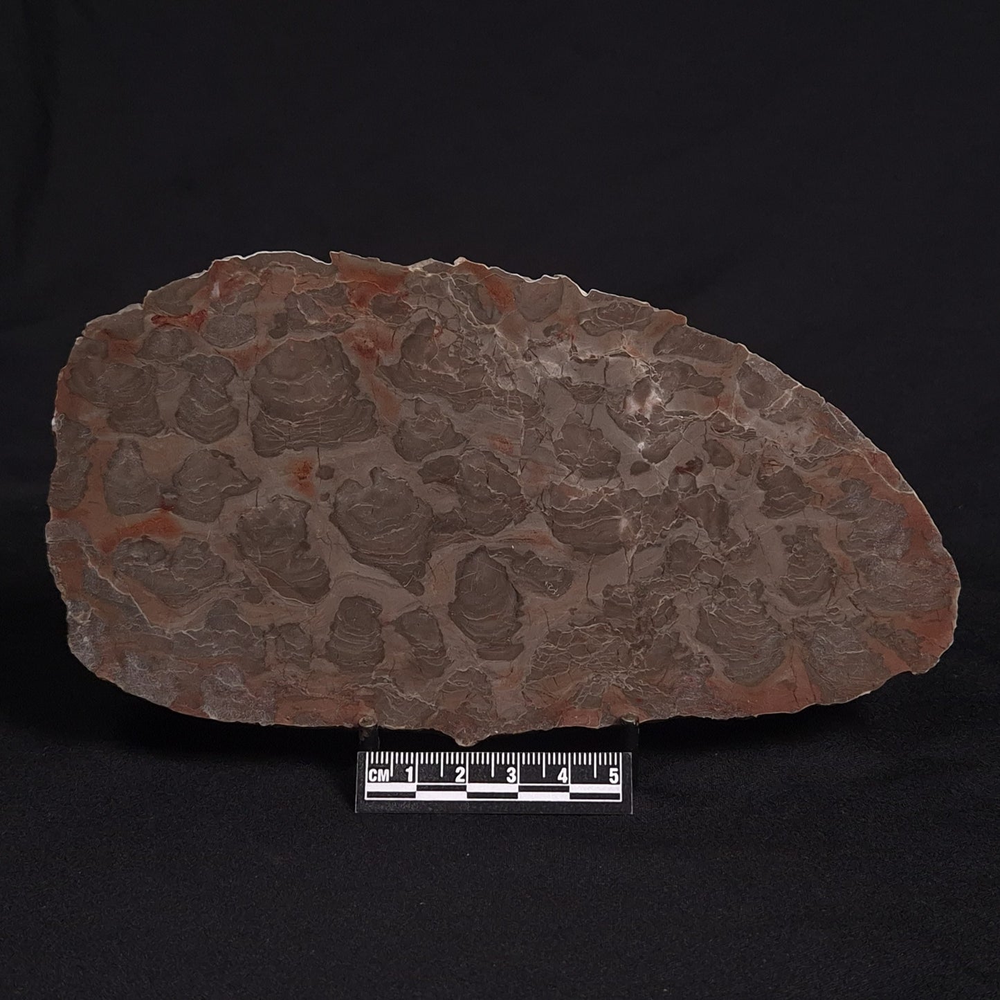 LINELLA AVIS STROMATOLITE, Proterozoic, Australia ZLA008