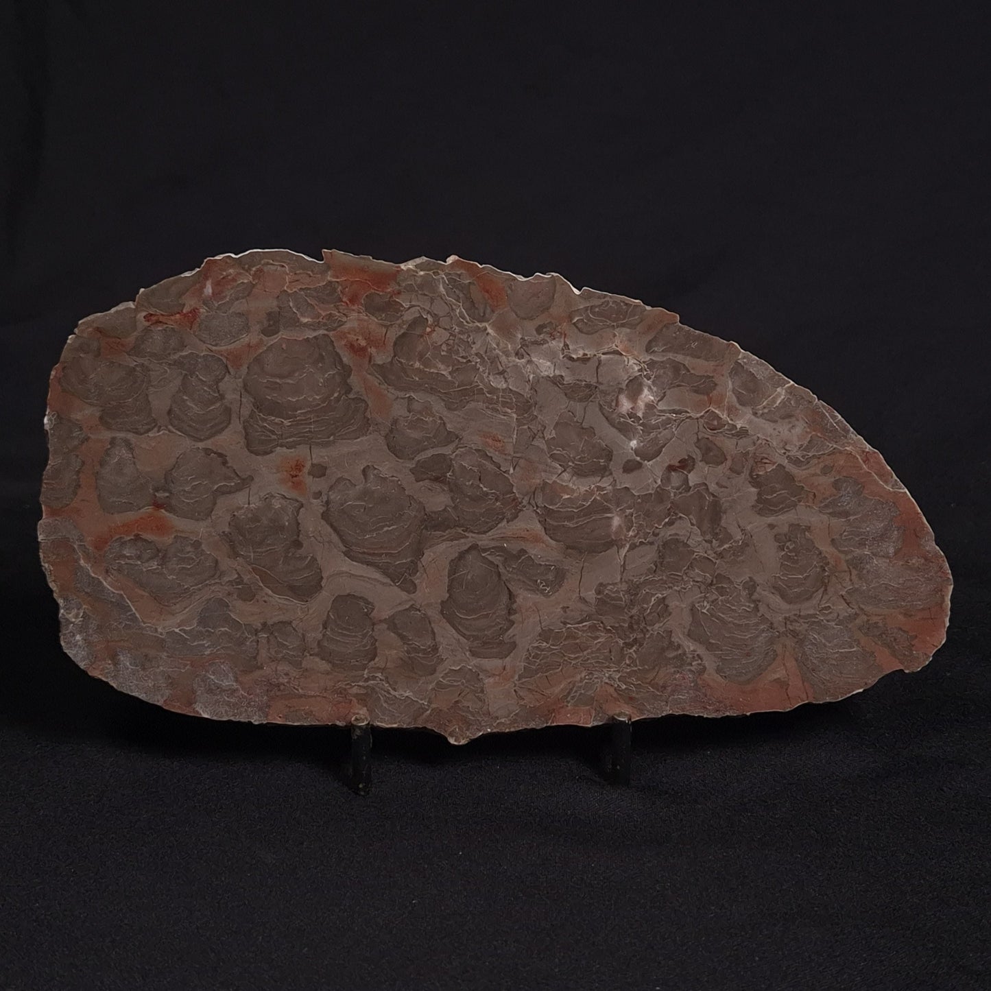 LINELLA AVIS STROMATOLITE, Proterozoic, Australia ZLA008