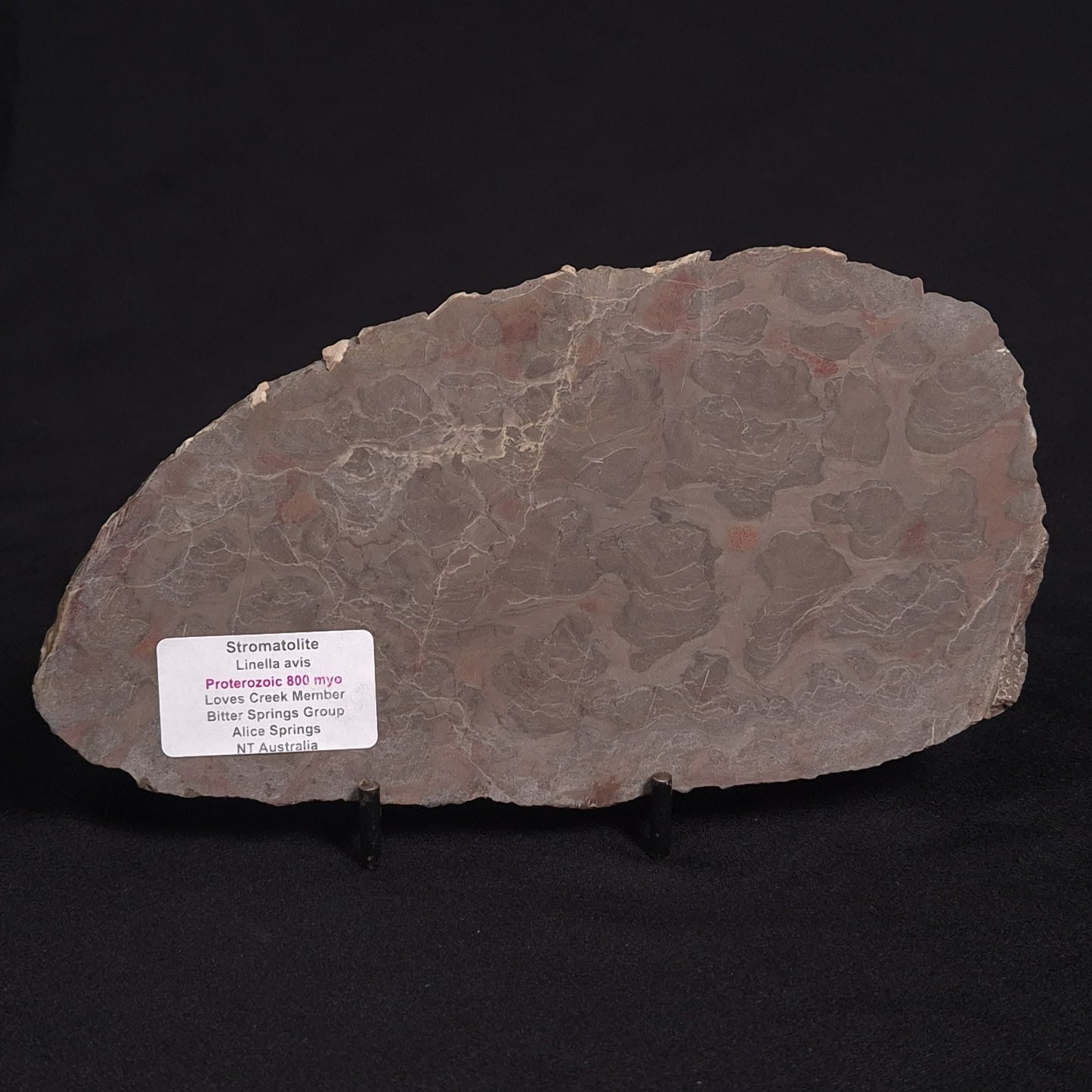 LINELLA AVIS STROMATOLITE, Proterozoic, Australia ZLA008