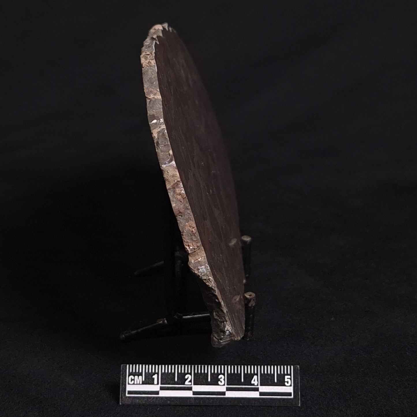LINELLA AVIS STROMATOLITE, Proterozoic, Australia ZLA008