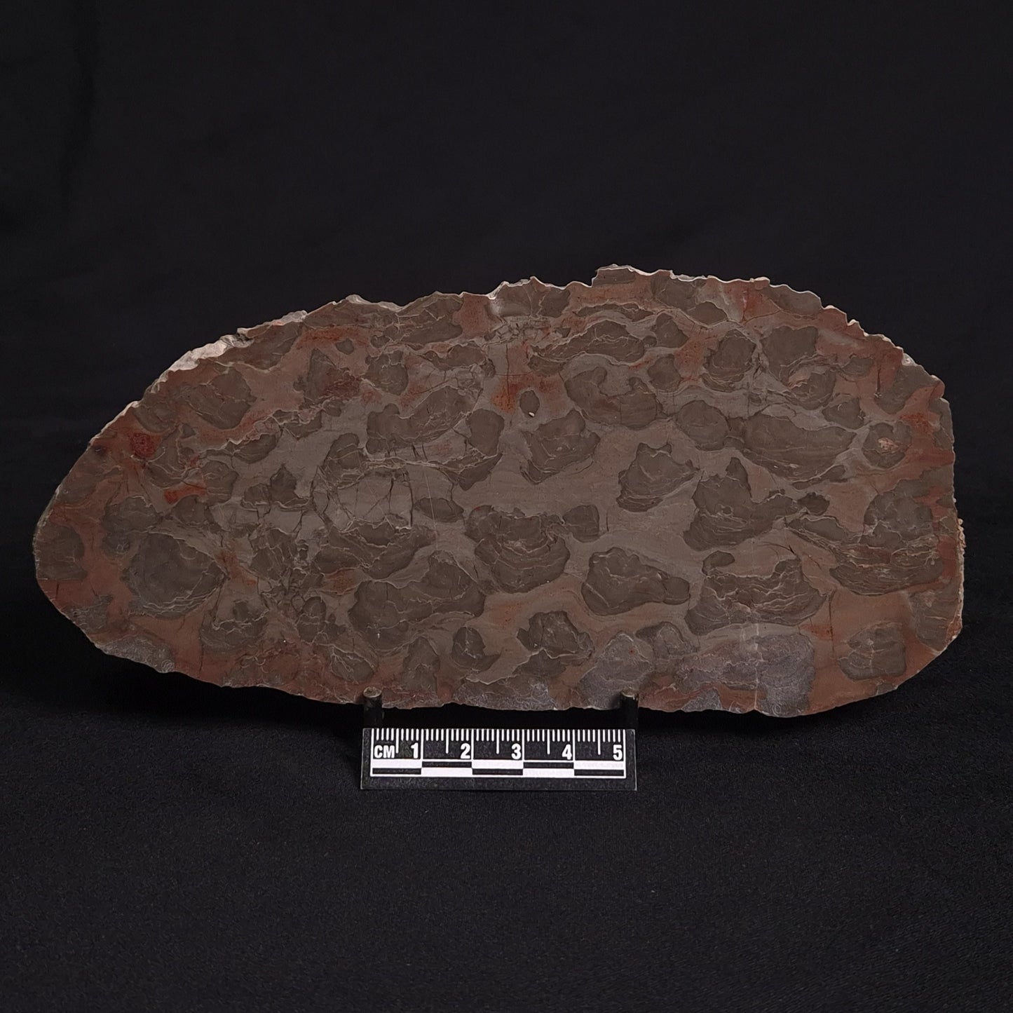 LINELLA AVIS STROMATOLITE, Proterozoic, Australia ZLA009