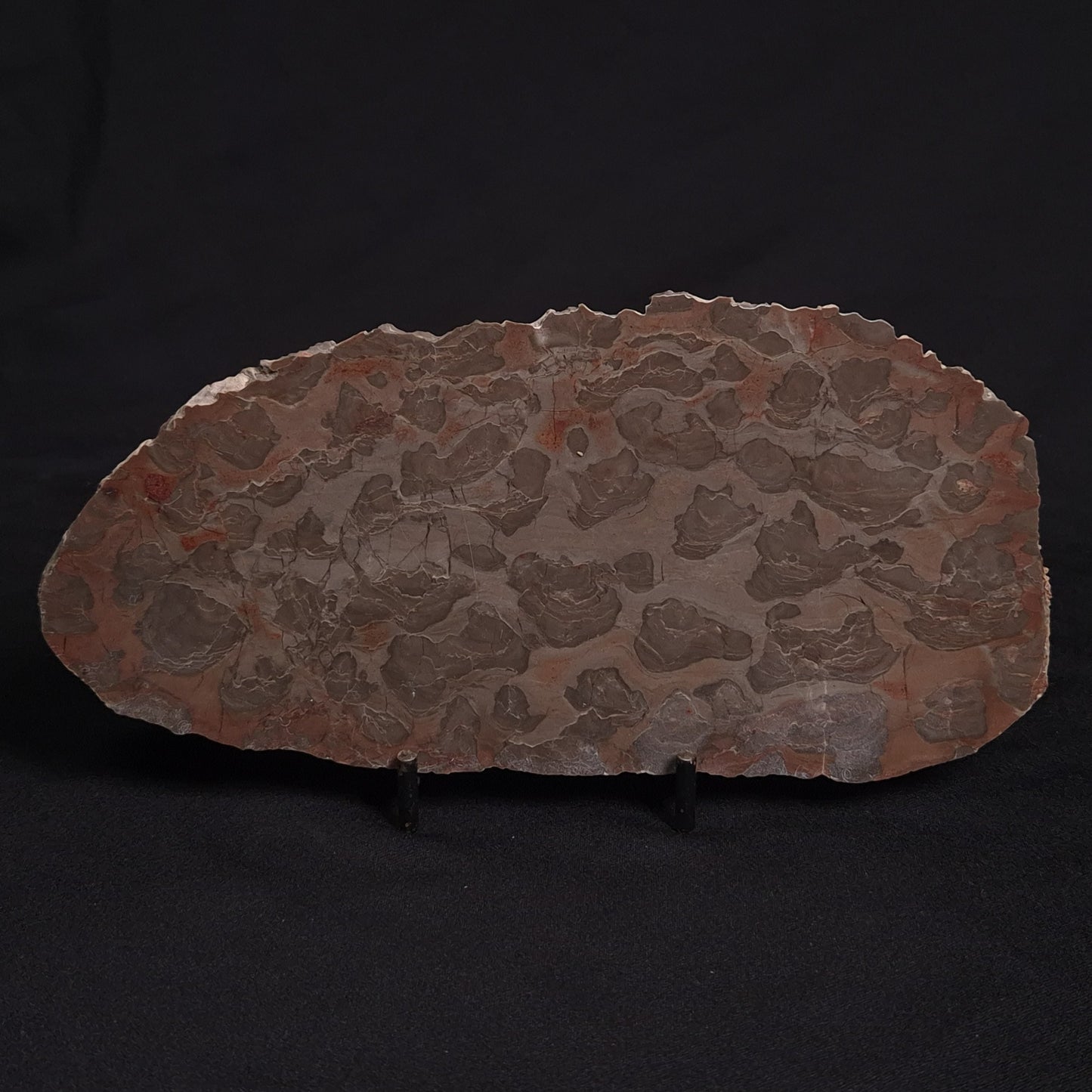 LINELLA AVIS STROMATOLITE, Proterozoic, Australia ZLA009