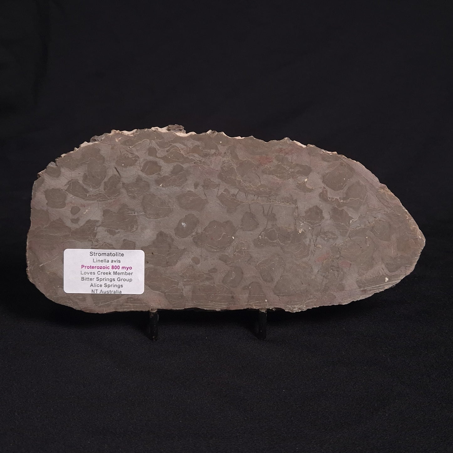LINELLA AVIS STROMATOLITE, Proterozoic, Australia ZLA009