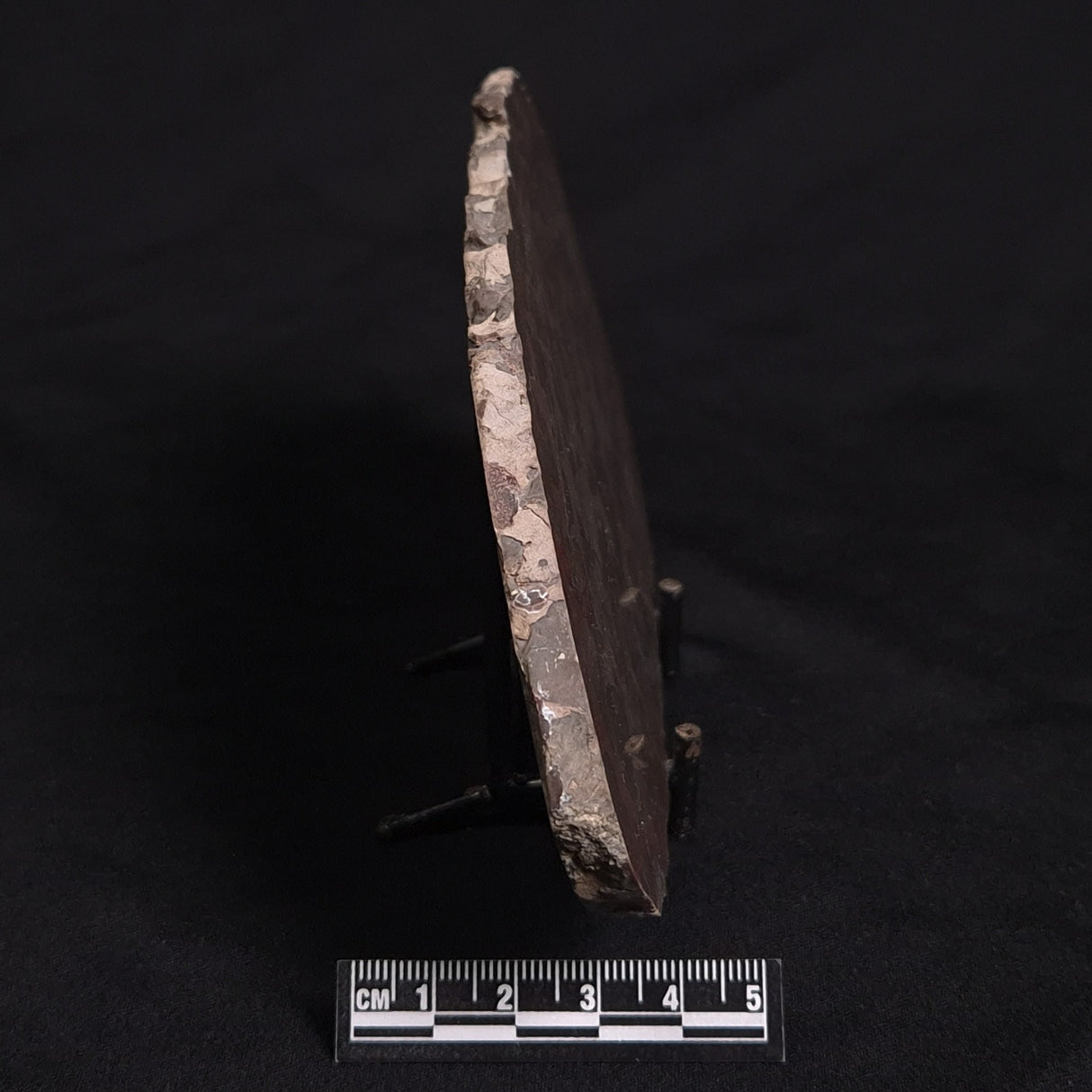 LINELLA AVIS STROMATOLITE, Proterozoic, Australia ZLA009