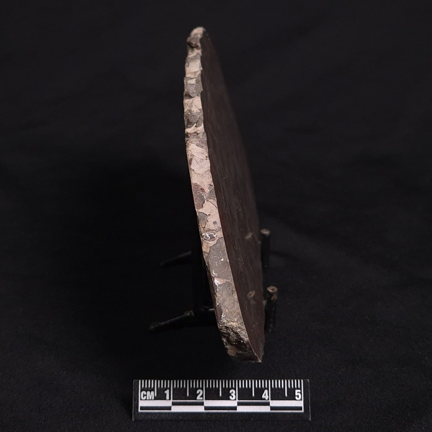 LINELLA AVIS STROMATOLITE, Proterozoic, Australia ZLA009