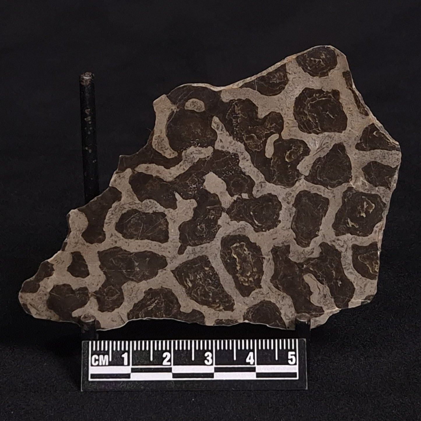 LINELLA AVIS STROMATOLITE, Proterozoic, Australia ZLA010