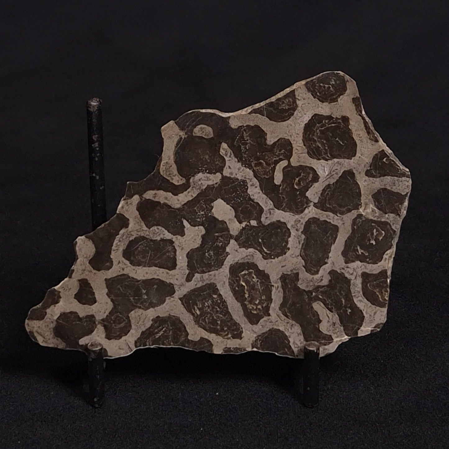 LINELLA AVIS STROMATOLITE, Proterozoic, Australia ZLA010