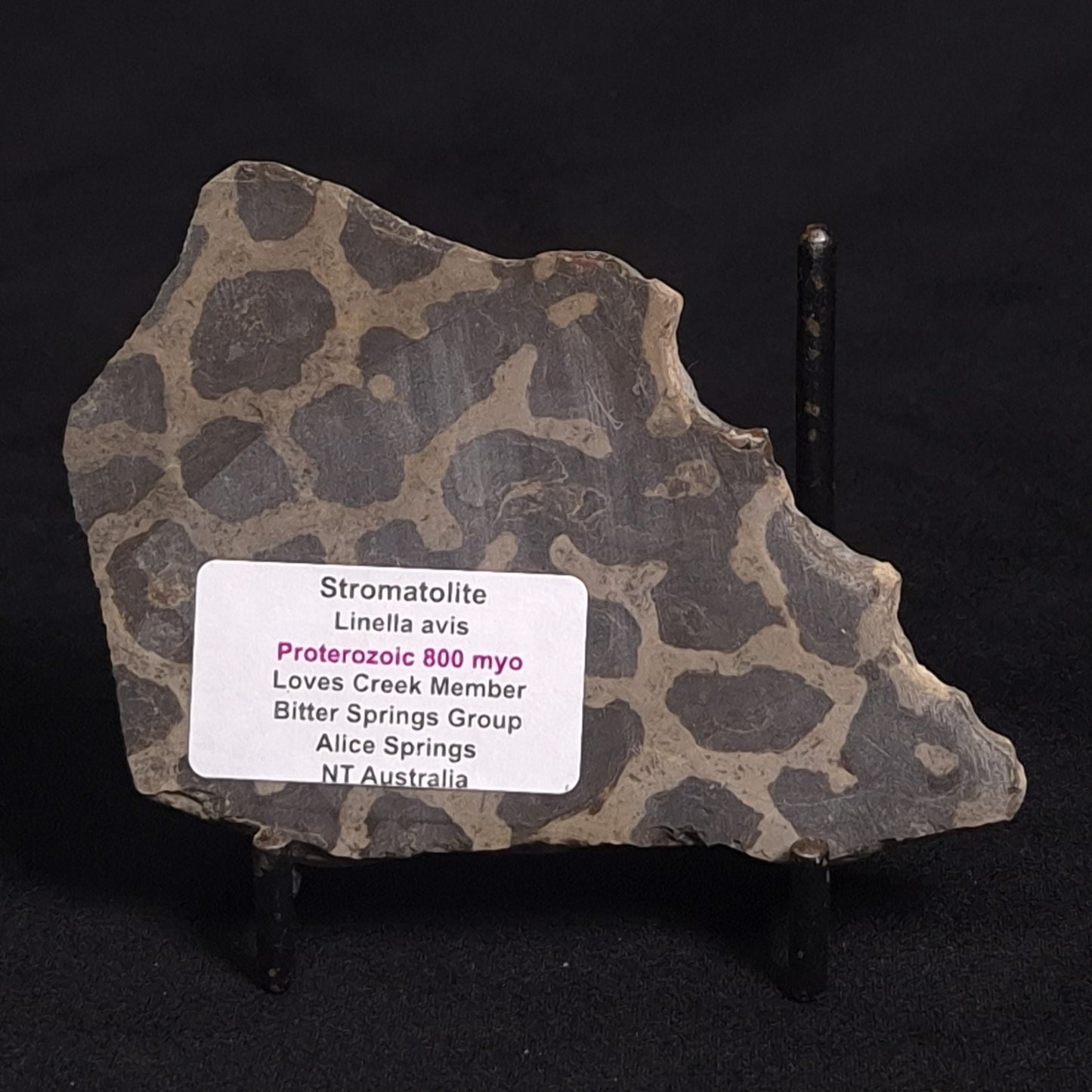 LINELLA AVIS STROMATOLITE, Proterozoic, Australia ZLA010