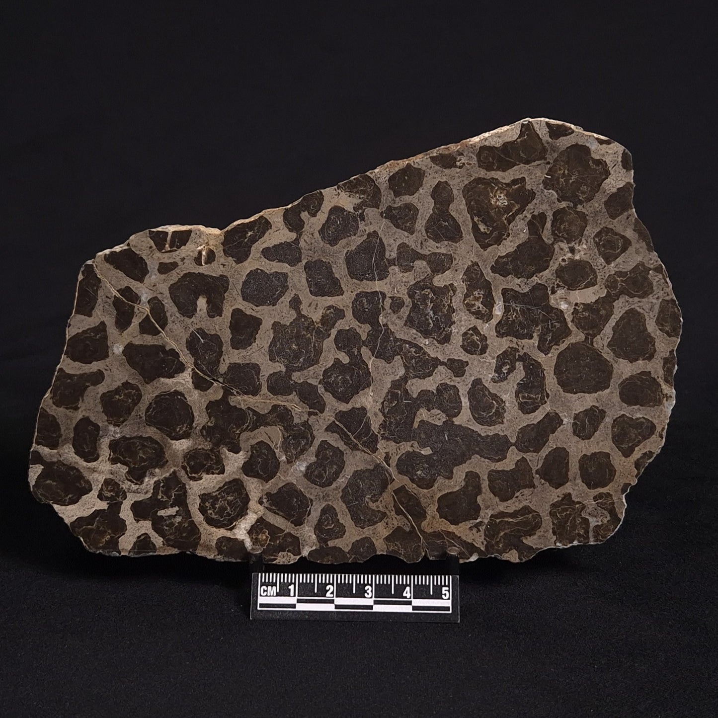 LINELLA AVIS STROMATOLITE, Proterozoic, Australia ZLA012