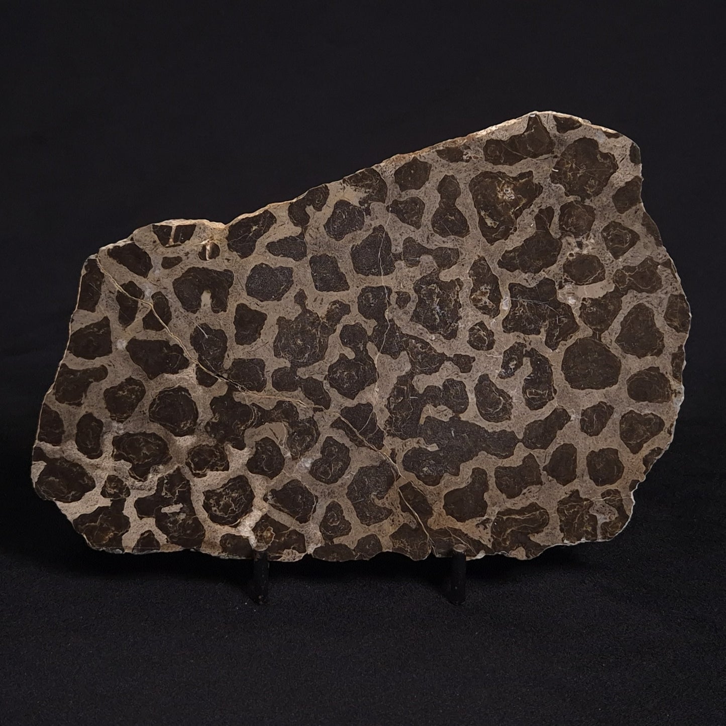LINELLA AVIS STROMATOLITE, Proterozoic, Australia ZLA012