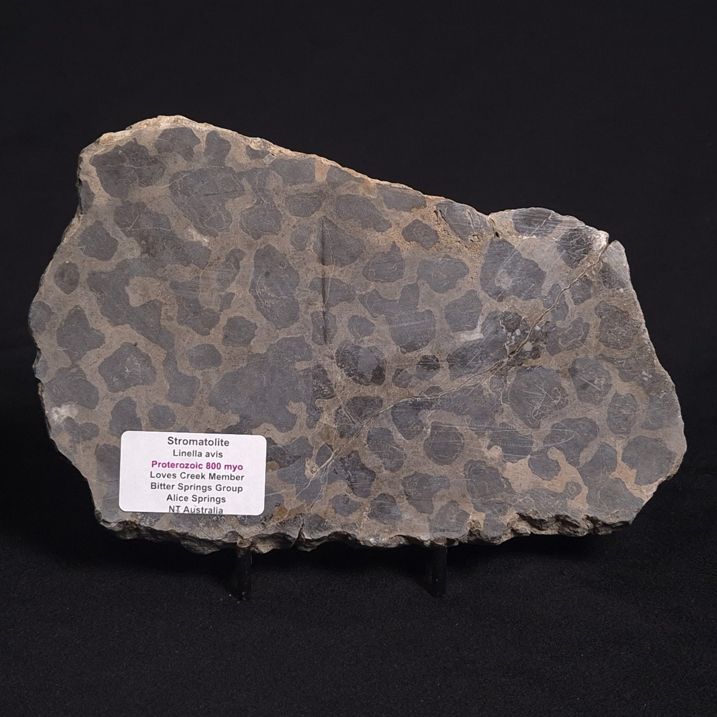 LINELLA AVIS STROMATOLITE, Proterozoic, Australia ZLA012