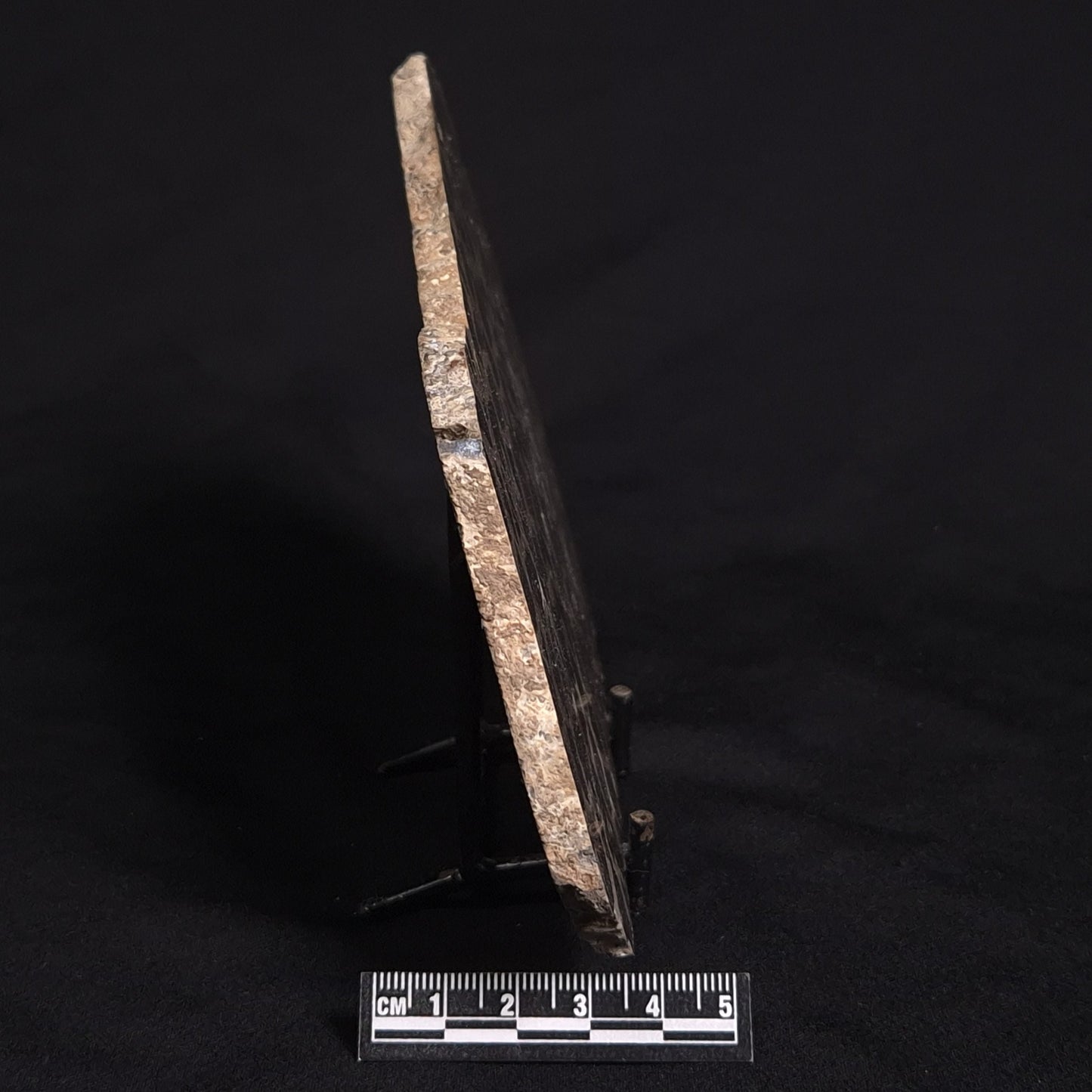 LINELLA AVIS STROMATOLITE, Proterozoic, Australia ZLA012