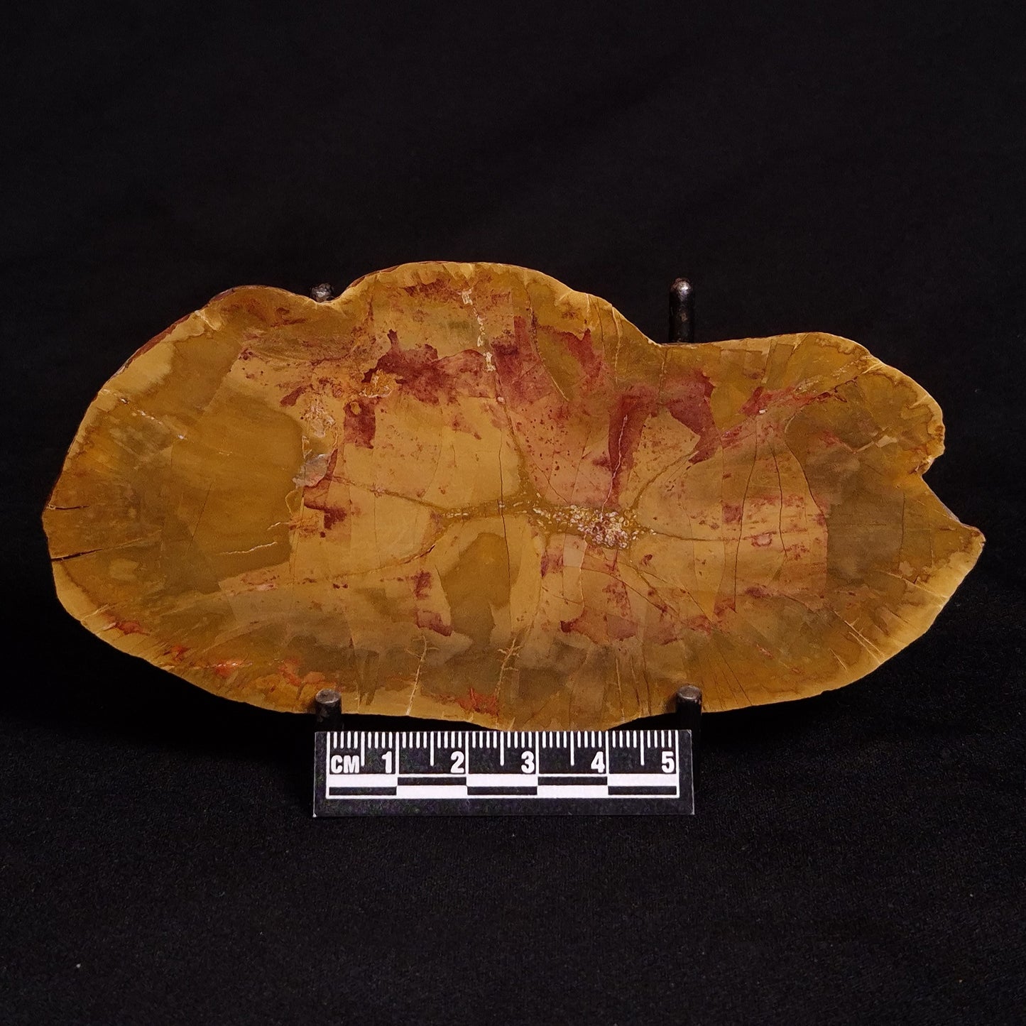 PETRIFIED WOOD DONPONOXYLON sp., Cretaceous, Australia ZDW001