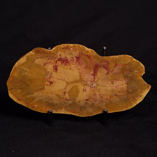 PETRIFIED WOOD DONPONOXYLON sp., Cretaceous, Australia ZDW001