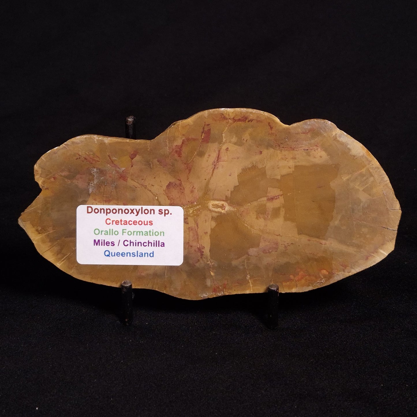 PETRIFIED WOOD DONPONOXYLON sp., Cretaceous, Australia ZDW001